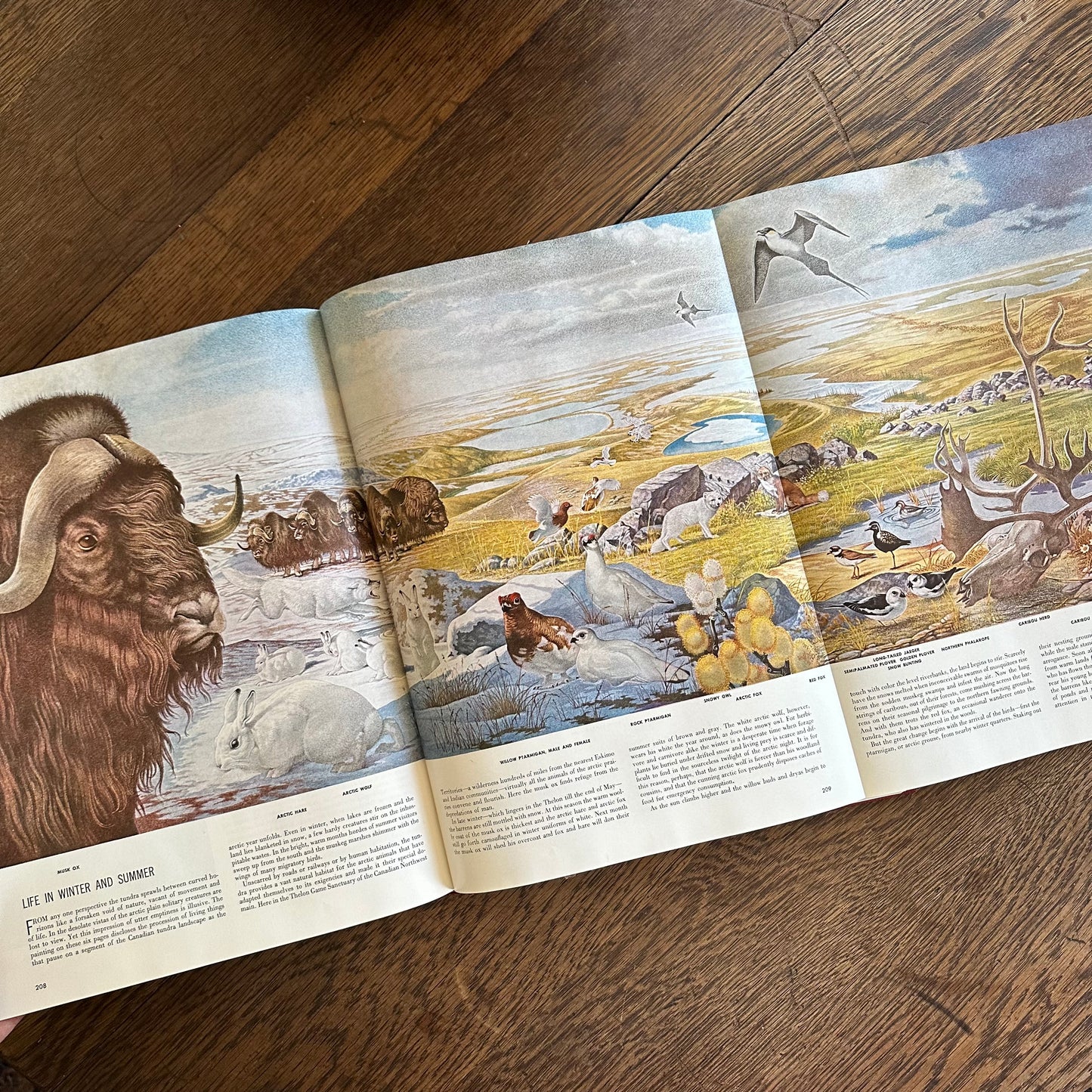 Beautifully Illustrated - The World We Live In - 1955