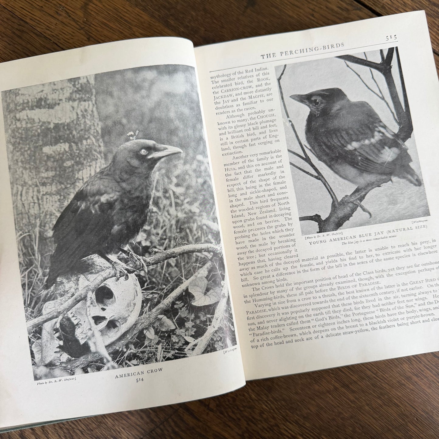 1908 Standard Library of Natural History Set | Antique Zoology Ethnography Books | Living Animals of the World | University Society NY