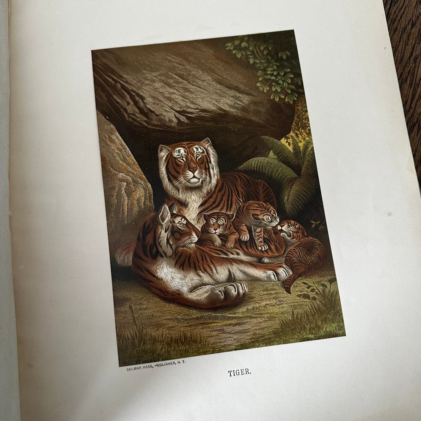 Complete 60-Part Set — Animate Creation: A Popular Edition of Our Living World, 1885-1898