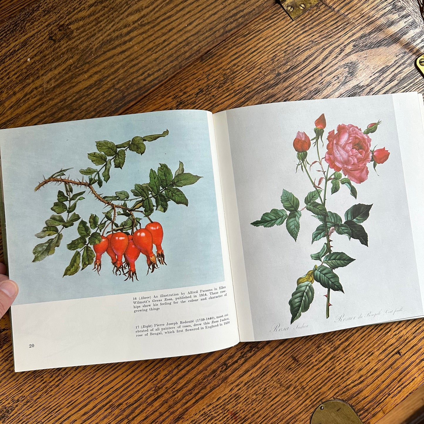 Peter Coats’ Roses: Pleasures and Treasures - 1962