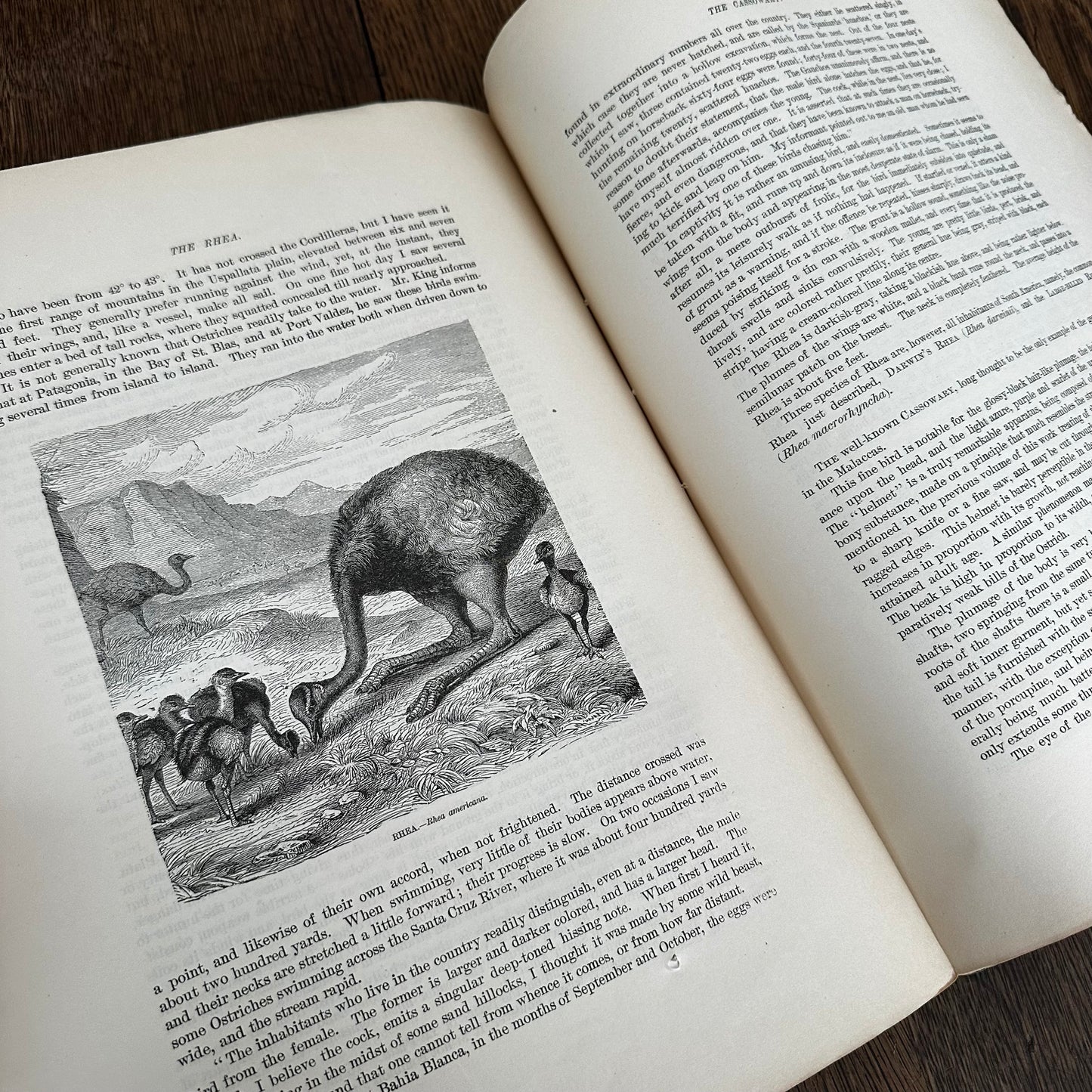 Complete 60-Part Set — Animate Creation: A Popular Edition of Our Living World, 1885-1898