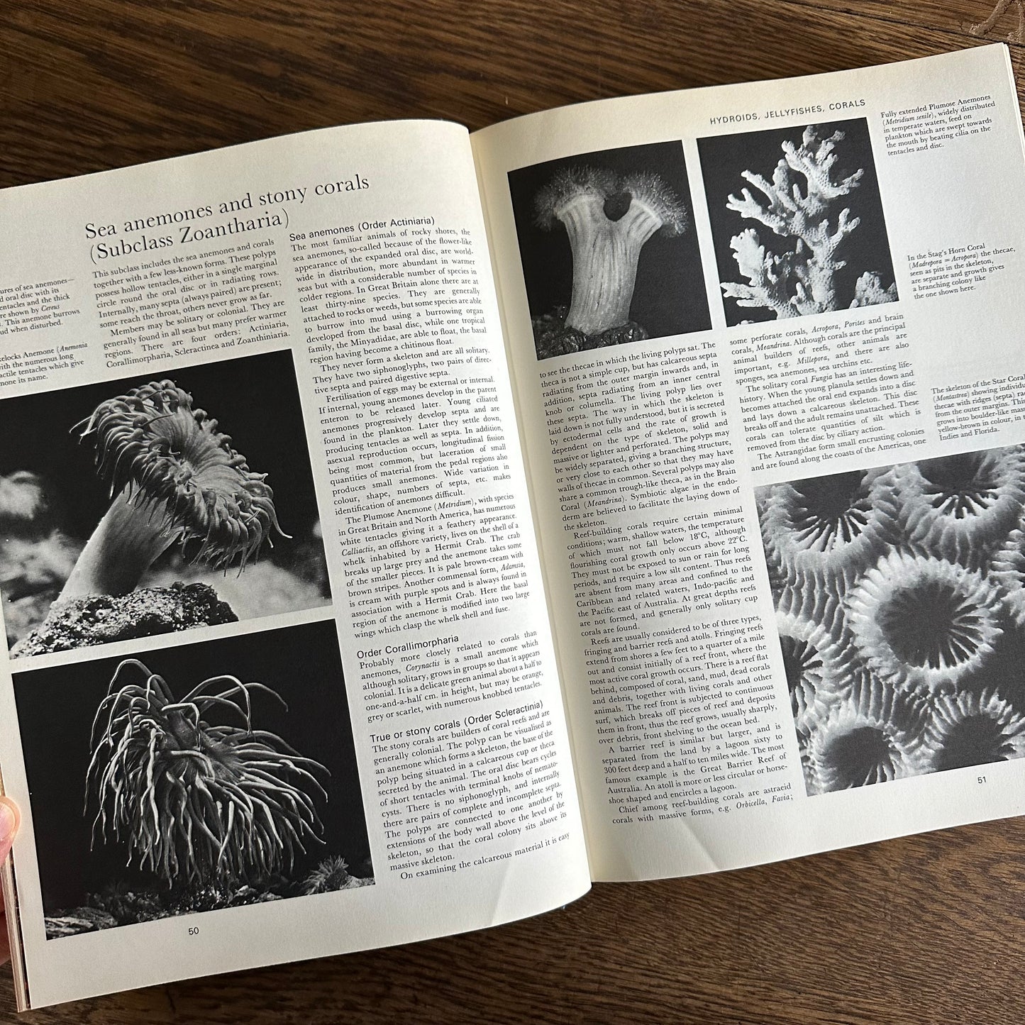 The Larousse Encyclopedia of Animal Life - 1967