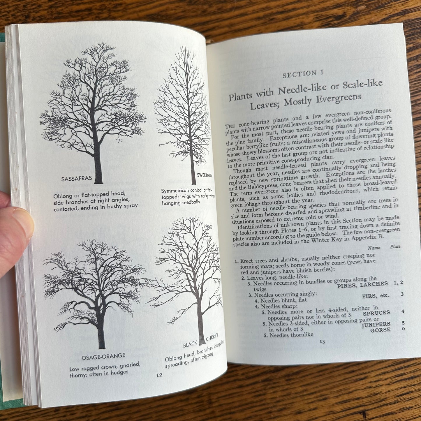 A Collection of 13 Vintage Peterson Field Guides!