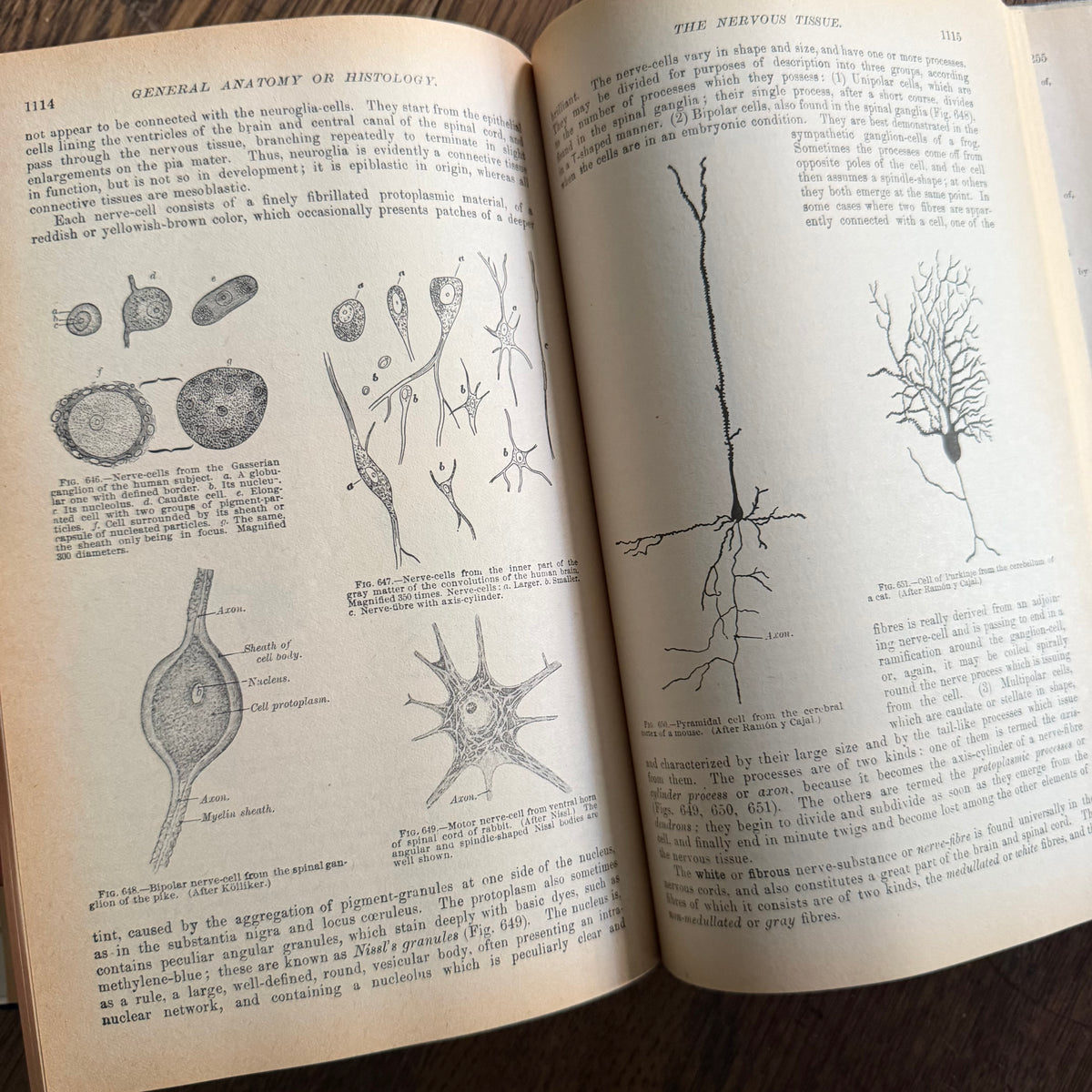 Gray’s Anatomy, 1977 Classic Collector’s Edition — Henry Gray, Descriptive & Surgical Anatomy | Bounty Books Hardcover, 780 Illustrations