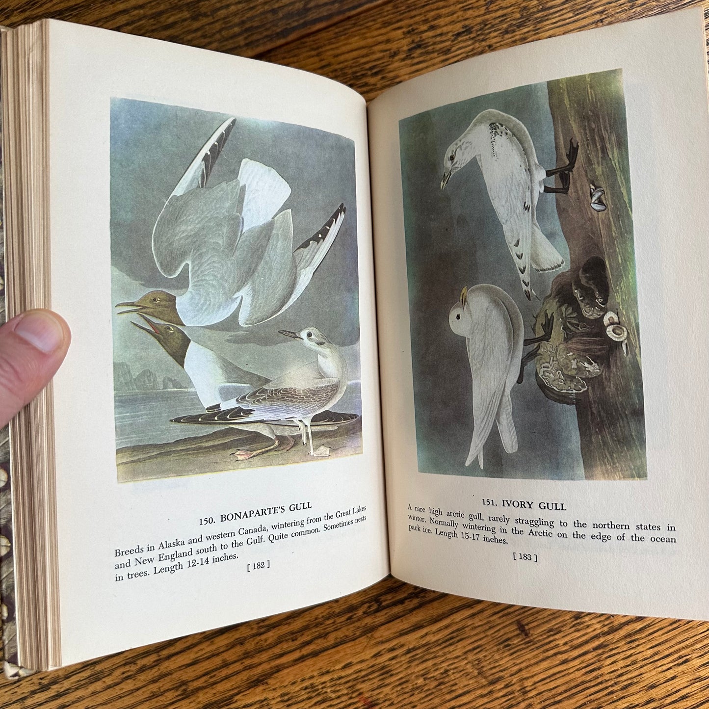 Audubon’s Birds of America - 1950 Popular Edition