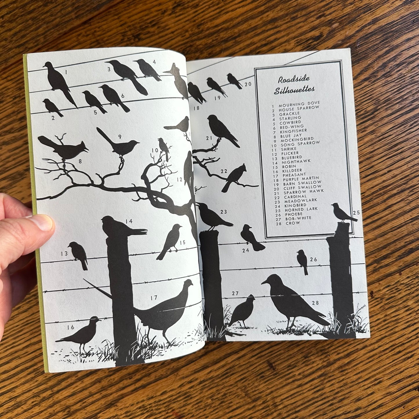 Set of 6 Vintage Peterson Field Guides | Softcover 1970s–80s Nature Books | Birds, Ferns, Wildflowers, Shells, Stars, Rocks