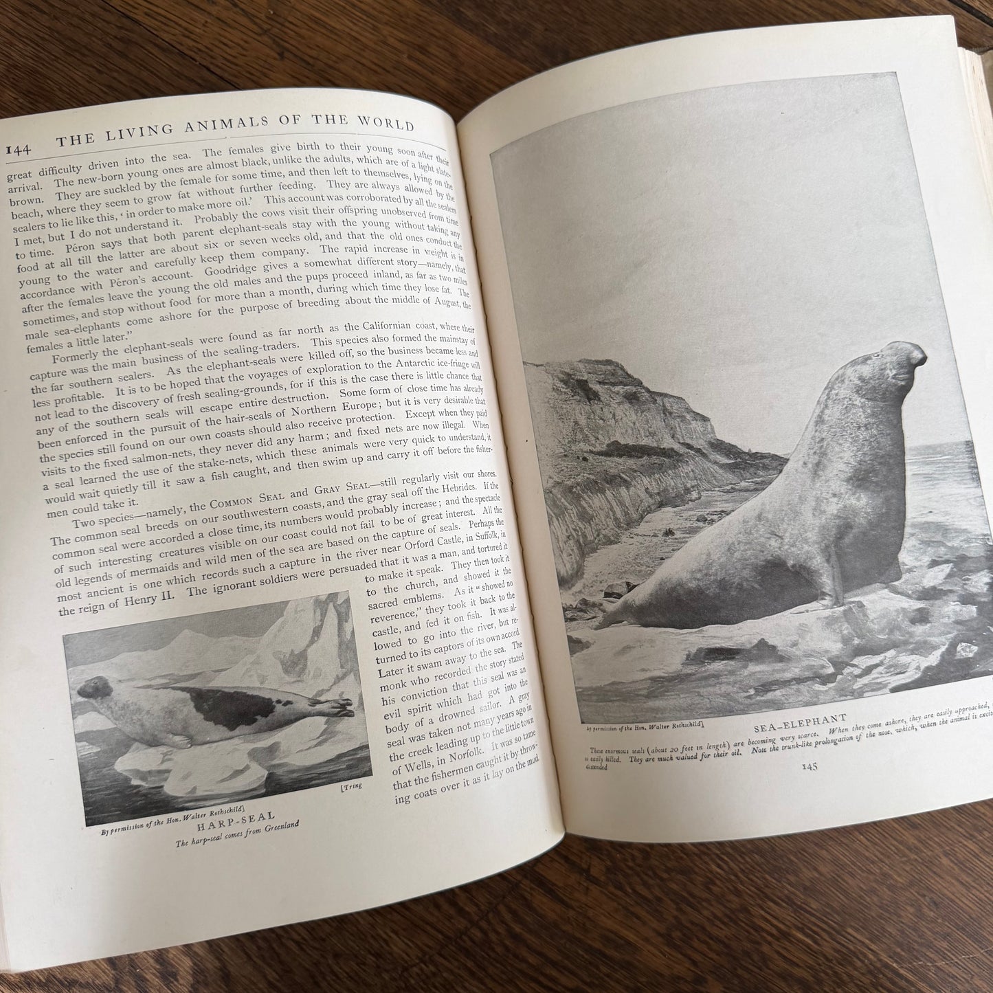 1908 Standard Library of Natural History Set | Antique Zoology Ethnography Books | Living Animals of the World | University Society NY