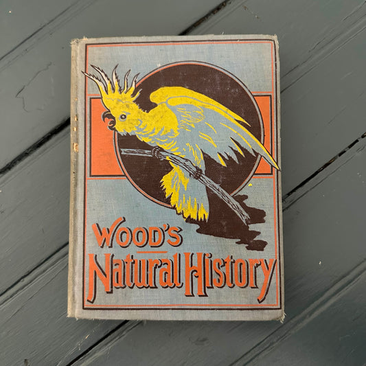Antique, Illustrated Wood’s Natural History featuring Animals & Birds - 1899 Victorian Children Book