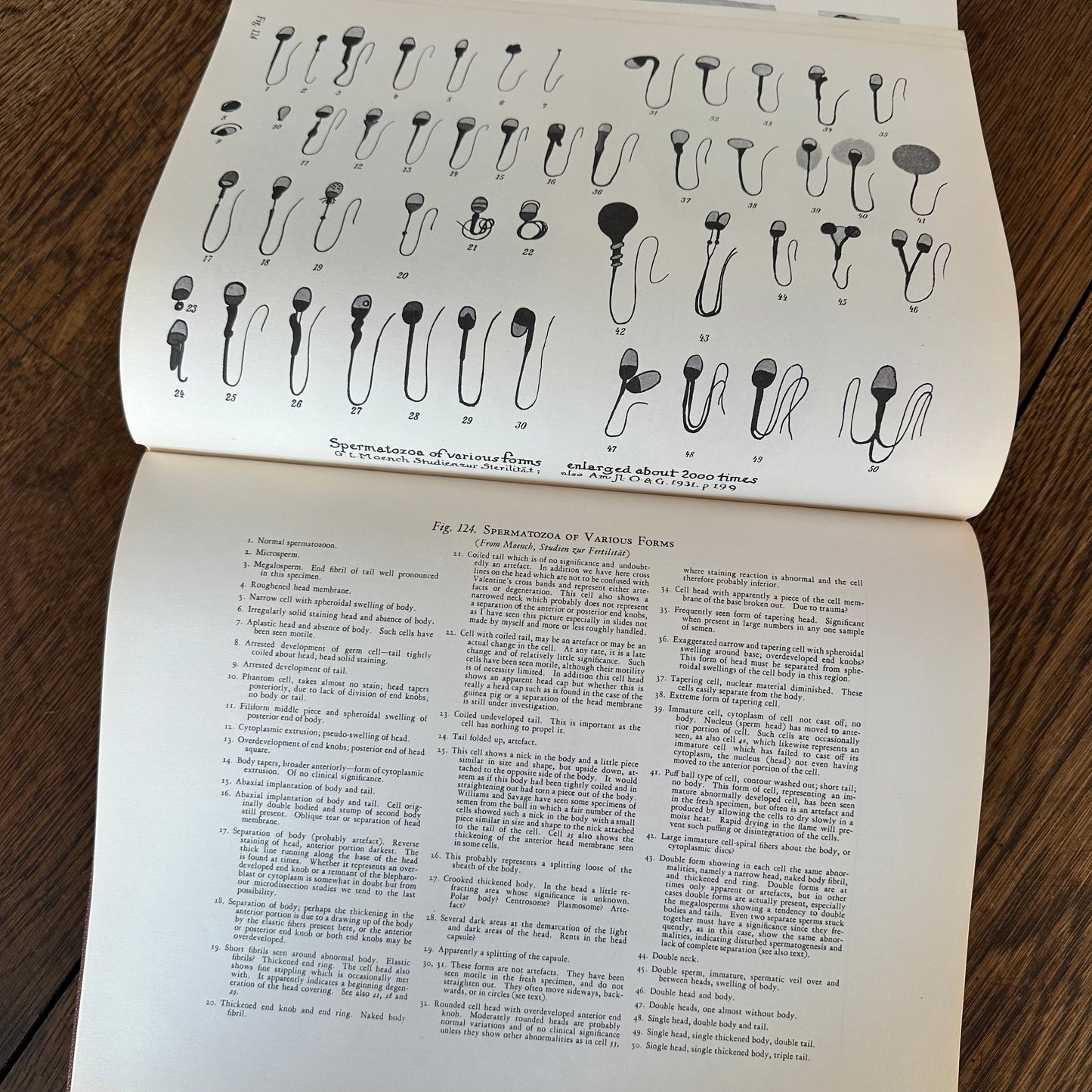 Human Sex Anatomy: A Topographical Hand Atlas, 1949