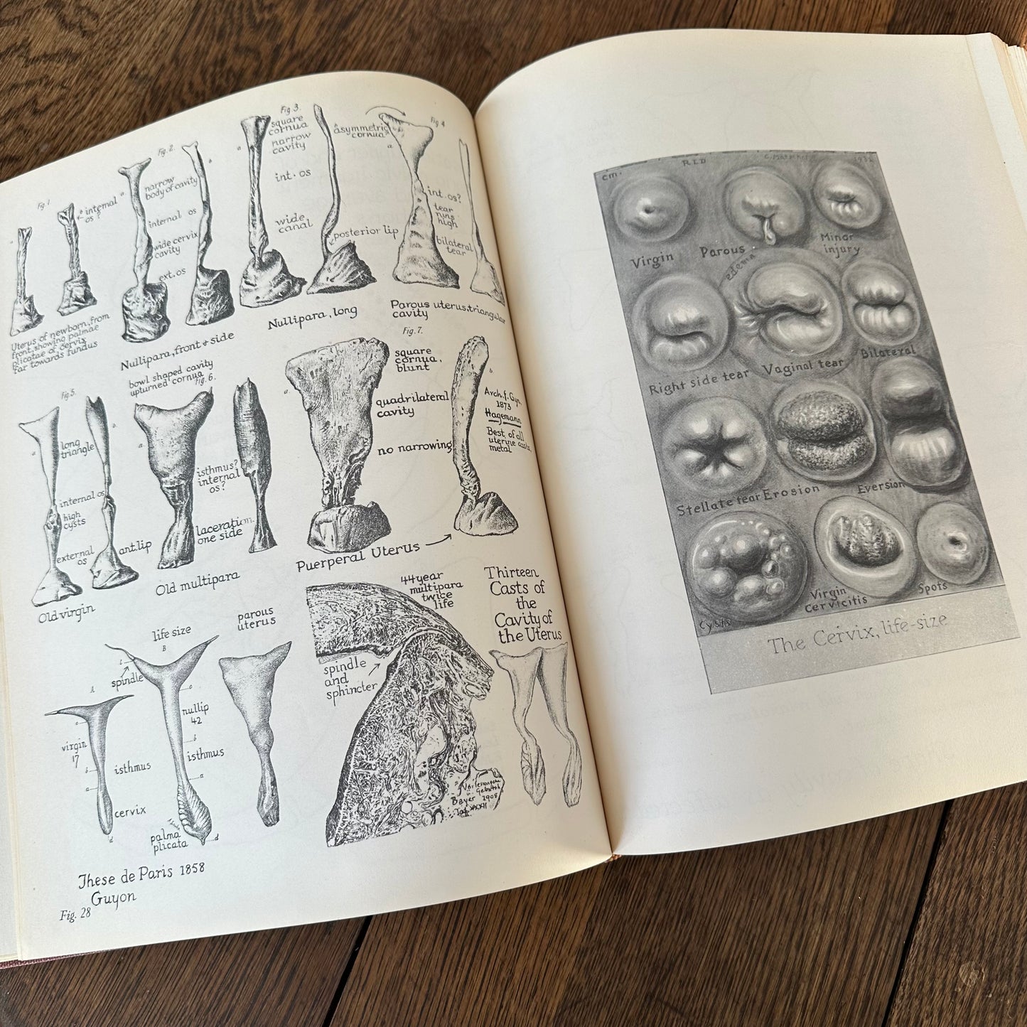 Human Sex Anatomy: A Topographical Hand Atlas, 1949