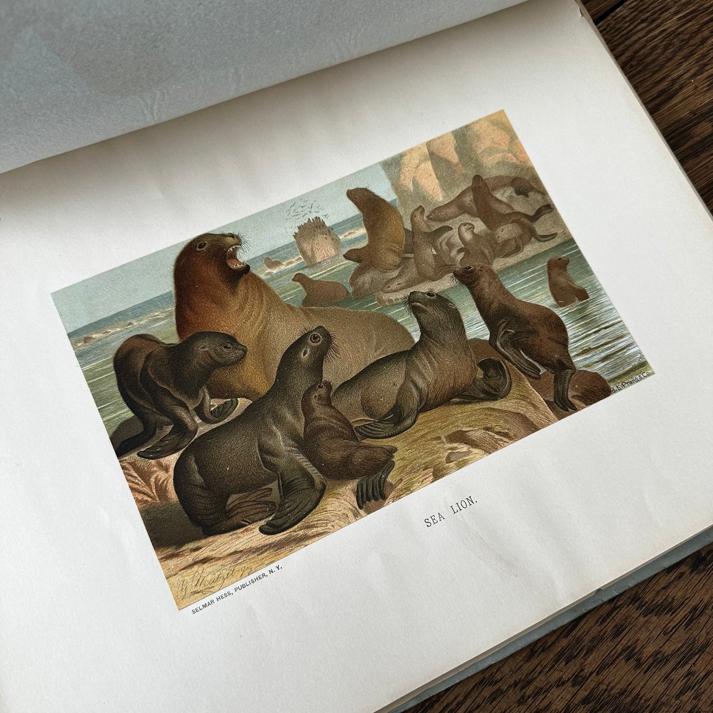 Complete 60-Part Set — Animate Creation: A Popular Edition of Our Living World, 1885-1898