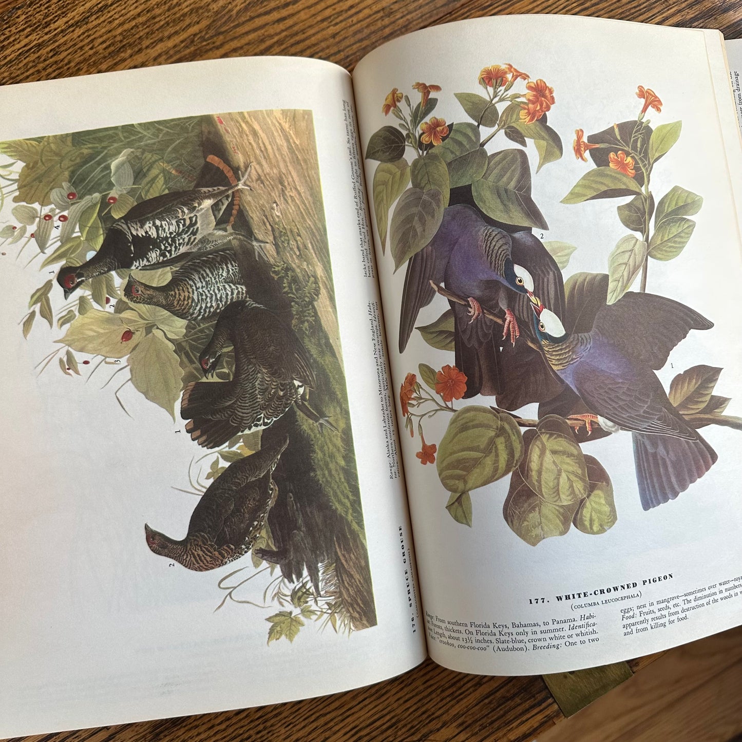 John James Audubon’s Birds of America - 1953