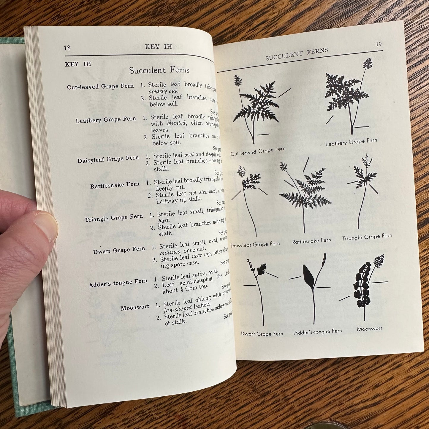 A Collection of 13 Vintage Peterson Field Guides!