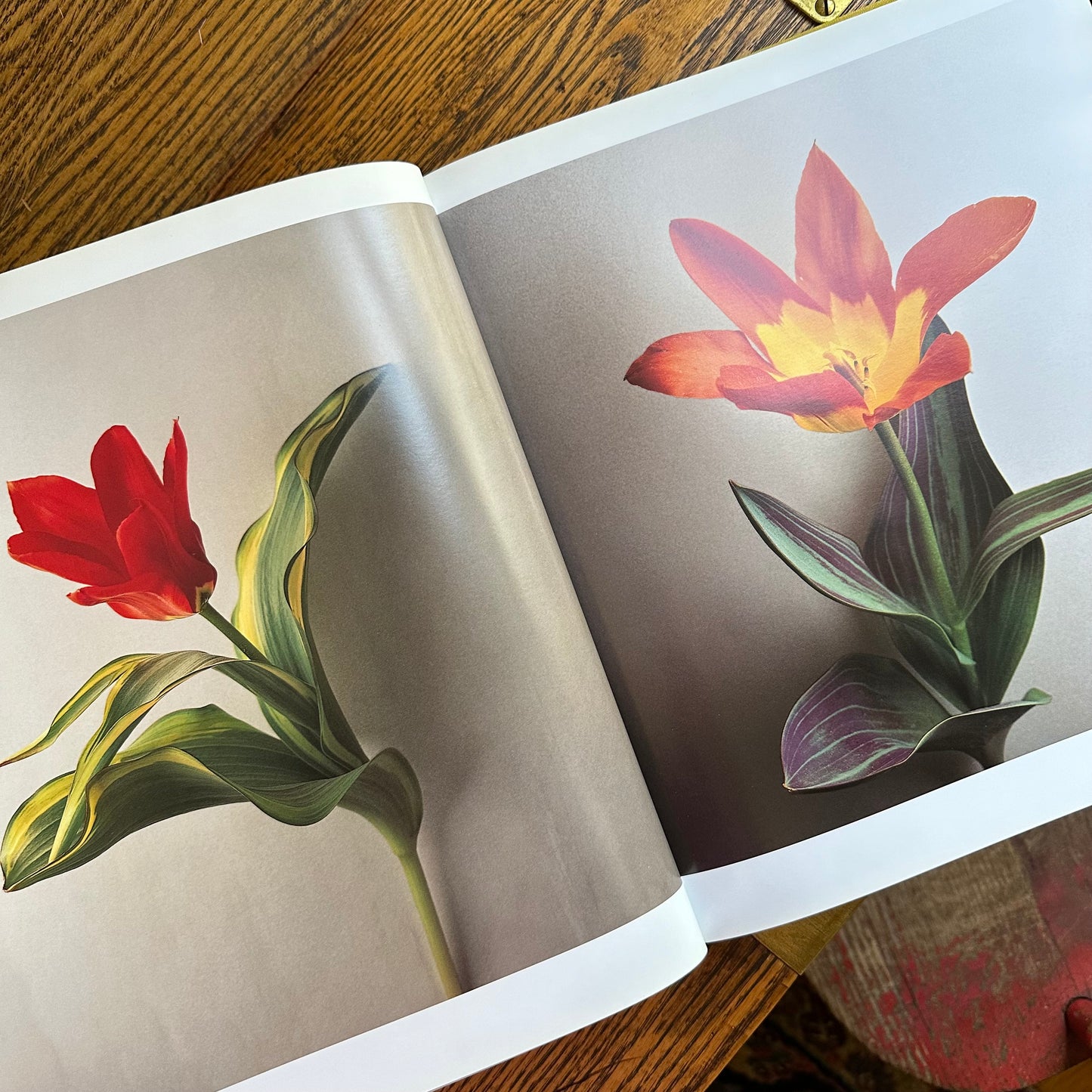 Tulipa: A Photographer’s Botanical, 1999