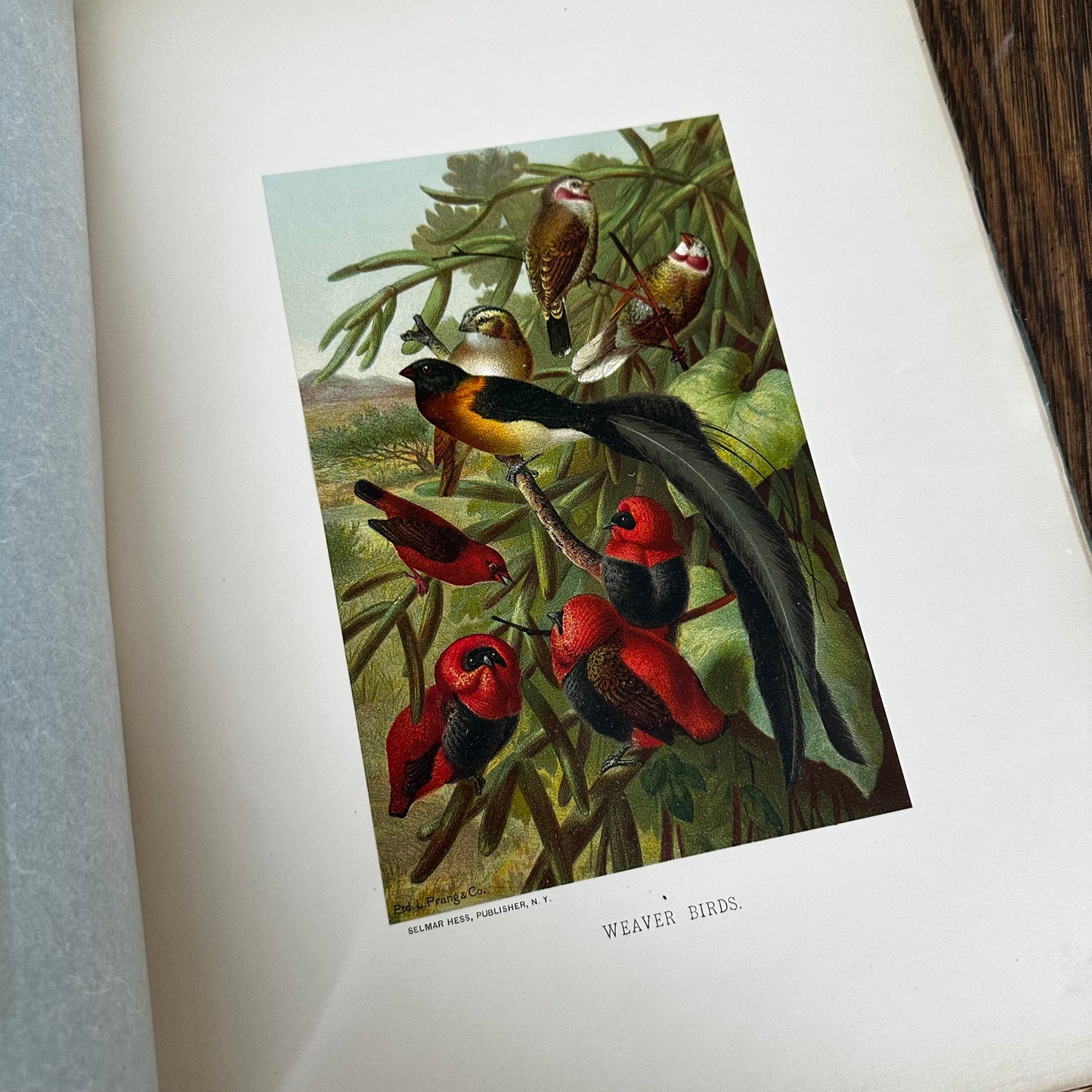 Complete 60-Part Set — Animate Creation: A Popular Edition of Our Living World, 1885-1898