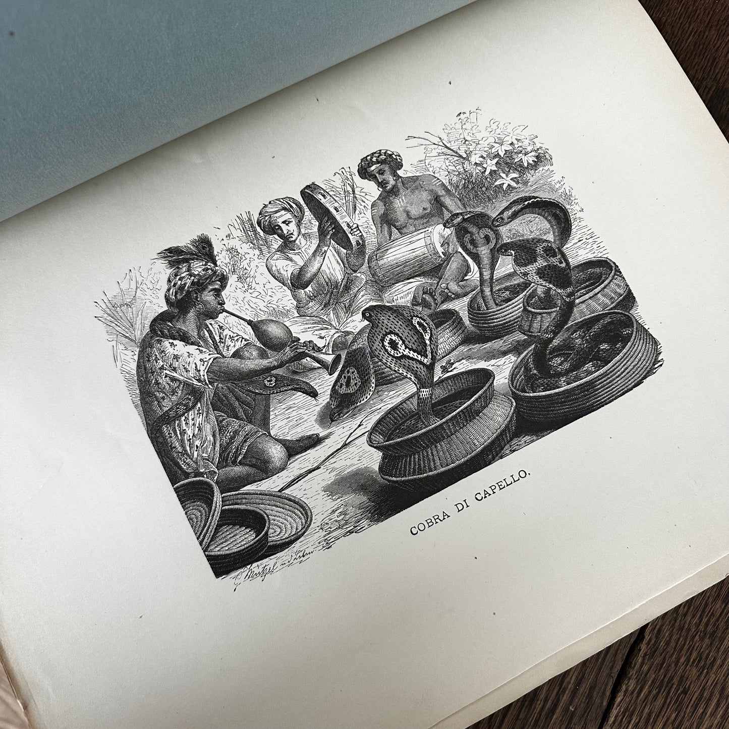 Complete 60-Part Set — Animate Creation: A Popular Edition of Our Living World, 1885-1898