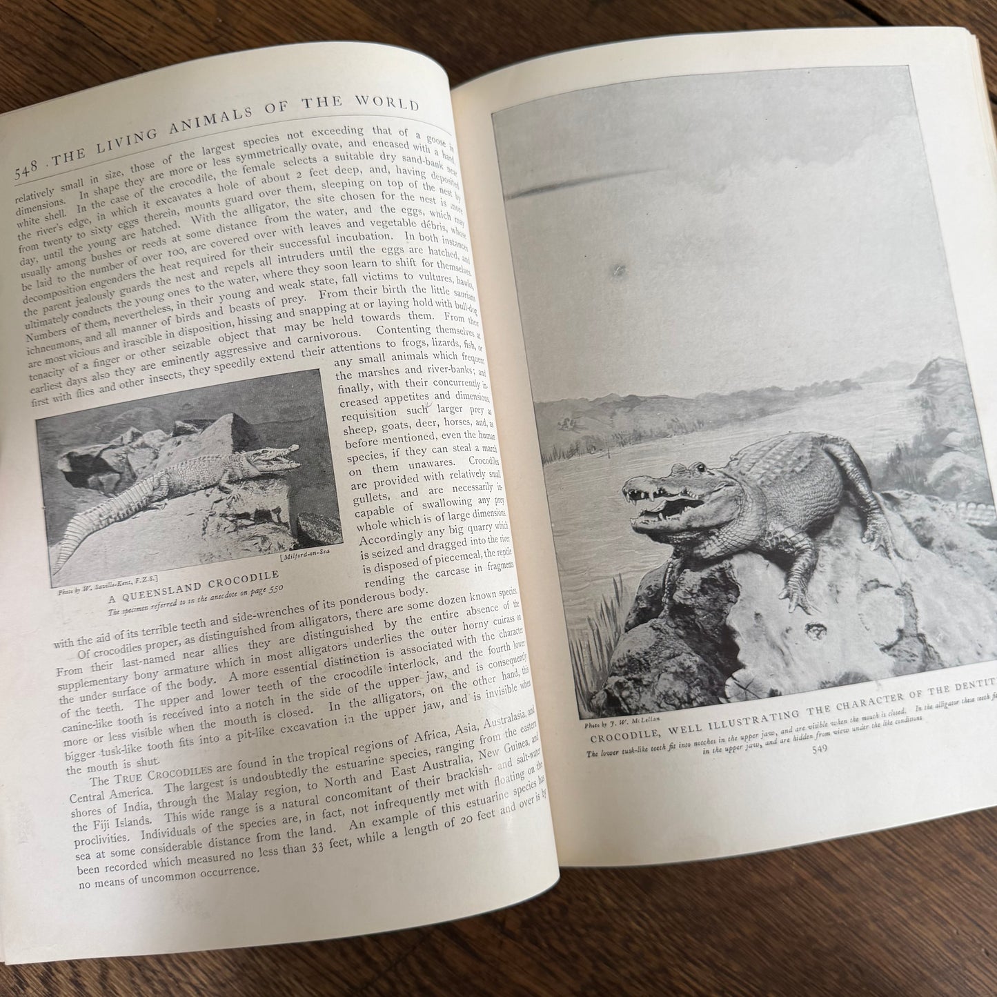 1908 Standard Library of Natural History Set | Antique Zoology Ethnography Books | Living Animals of the World | University Society NY