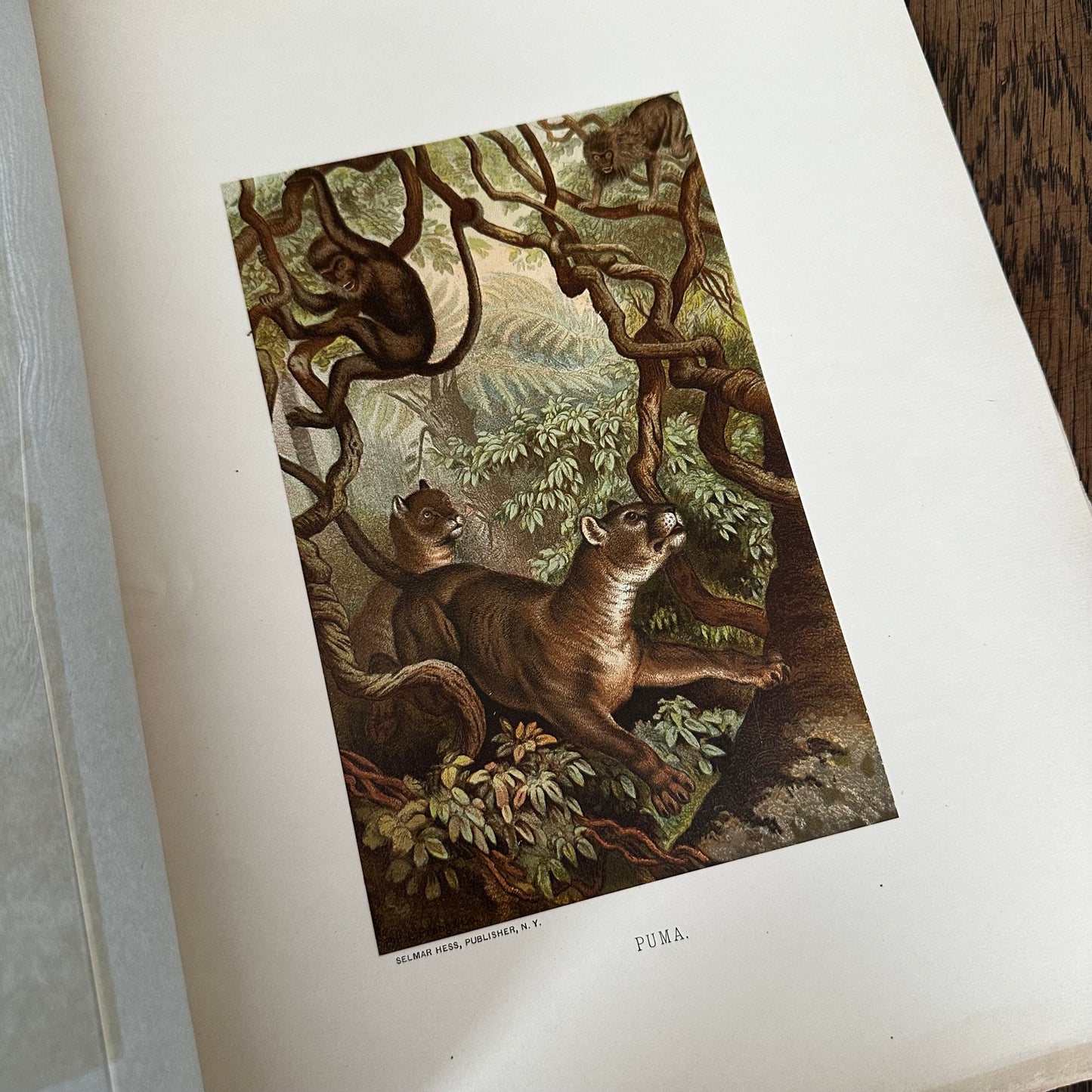 Complete 60-Part Set — Animate Creation: A Popular Edition of Our Living World, 1885-1898