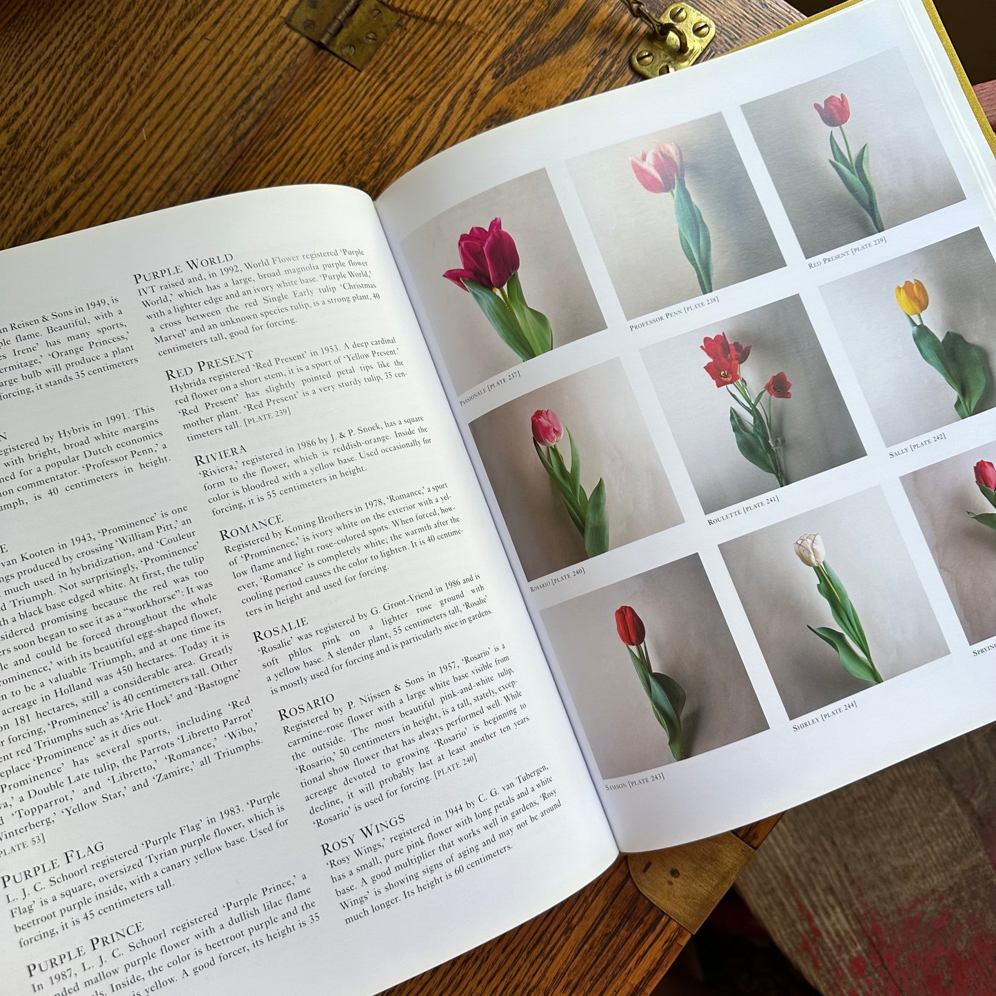 Tulipa: A Photographer’s Botanical, 1999