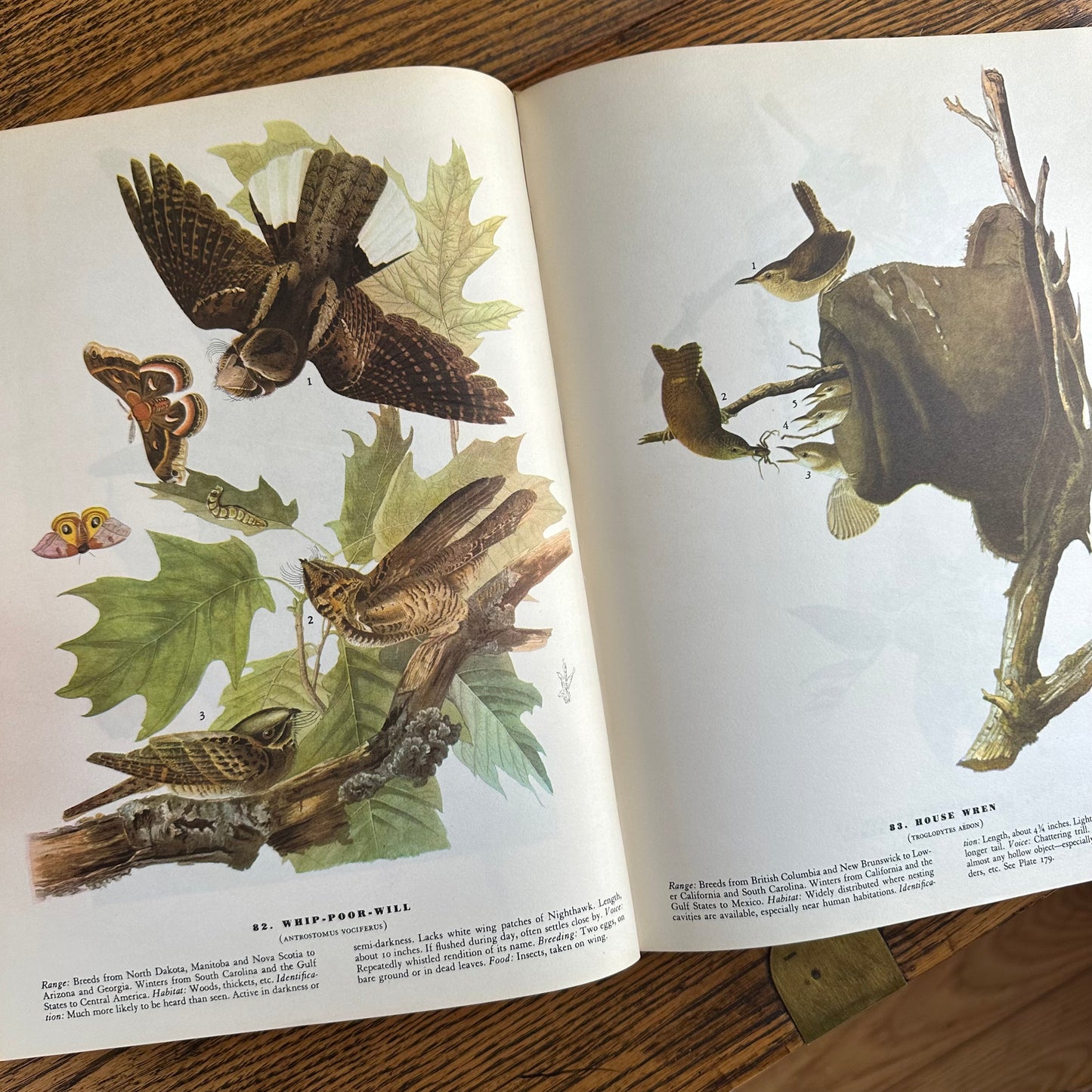 John James Audubon’s Birds of America - 1953