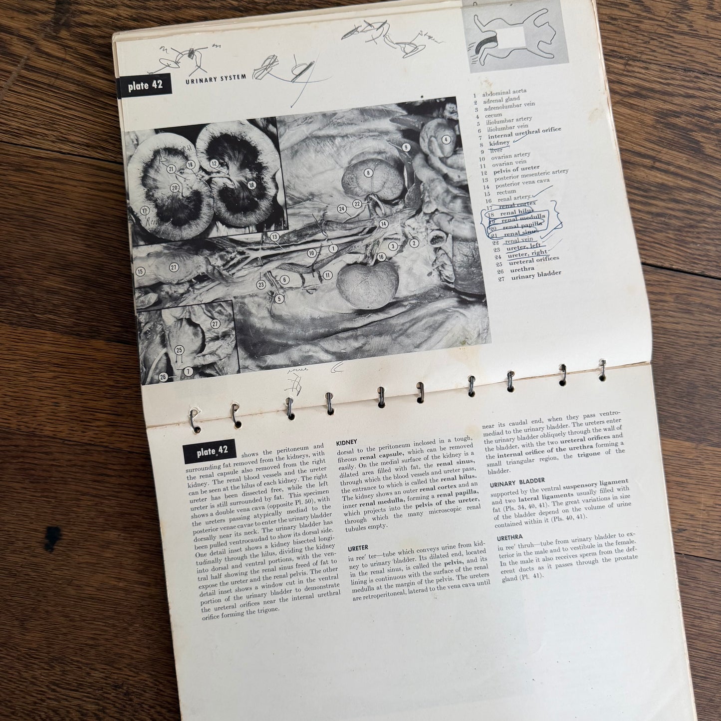 An Atlas of Cat Anatomy - 1952 - by Hazel E Field with Illustrations by Mary E Taylor - Vintage Veterinary Book / Flip Chart / Manual