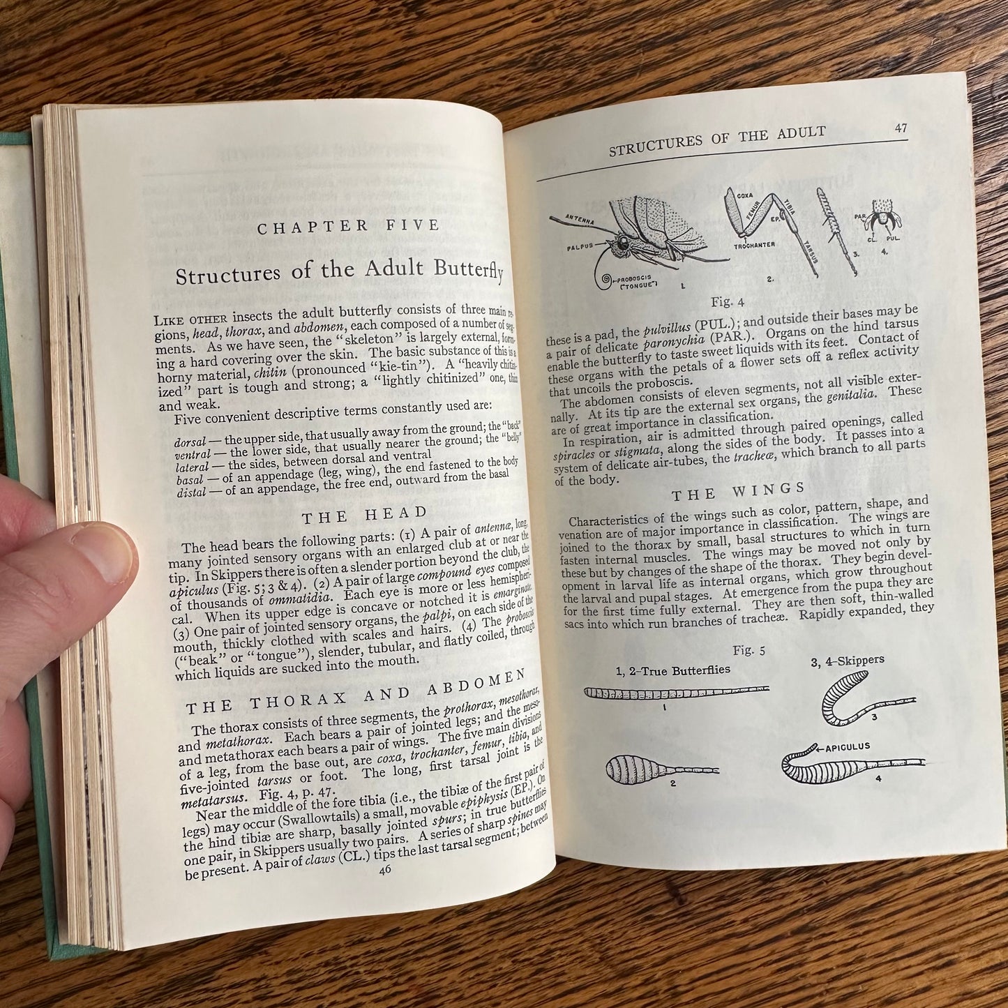 A Collection of 13 Vintage Peterson Field Guides!