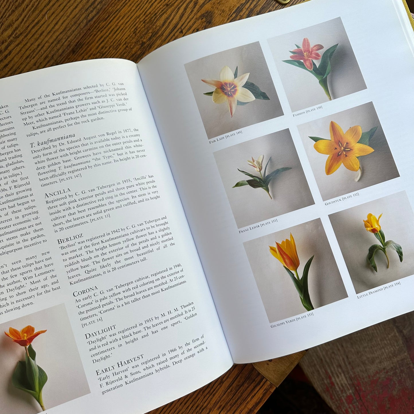 Tulipa: A Photographer’s Botanical, 1999