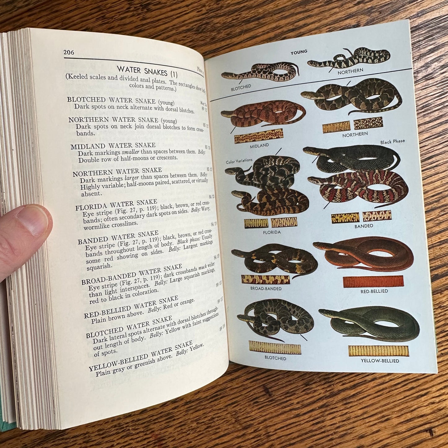A Collection of 13 Vintage Peterson Field Guides!