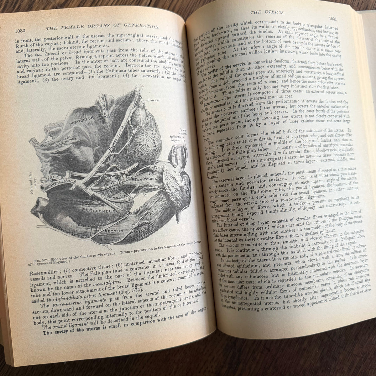 Gray’s Anatomy, 1977 Classic Collector’s Edition — Henry Gray, Descriptive & Surgical Anatomy | Bounty Books Hardcover, 780 Illustrations
