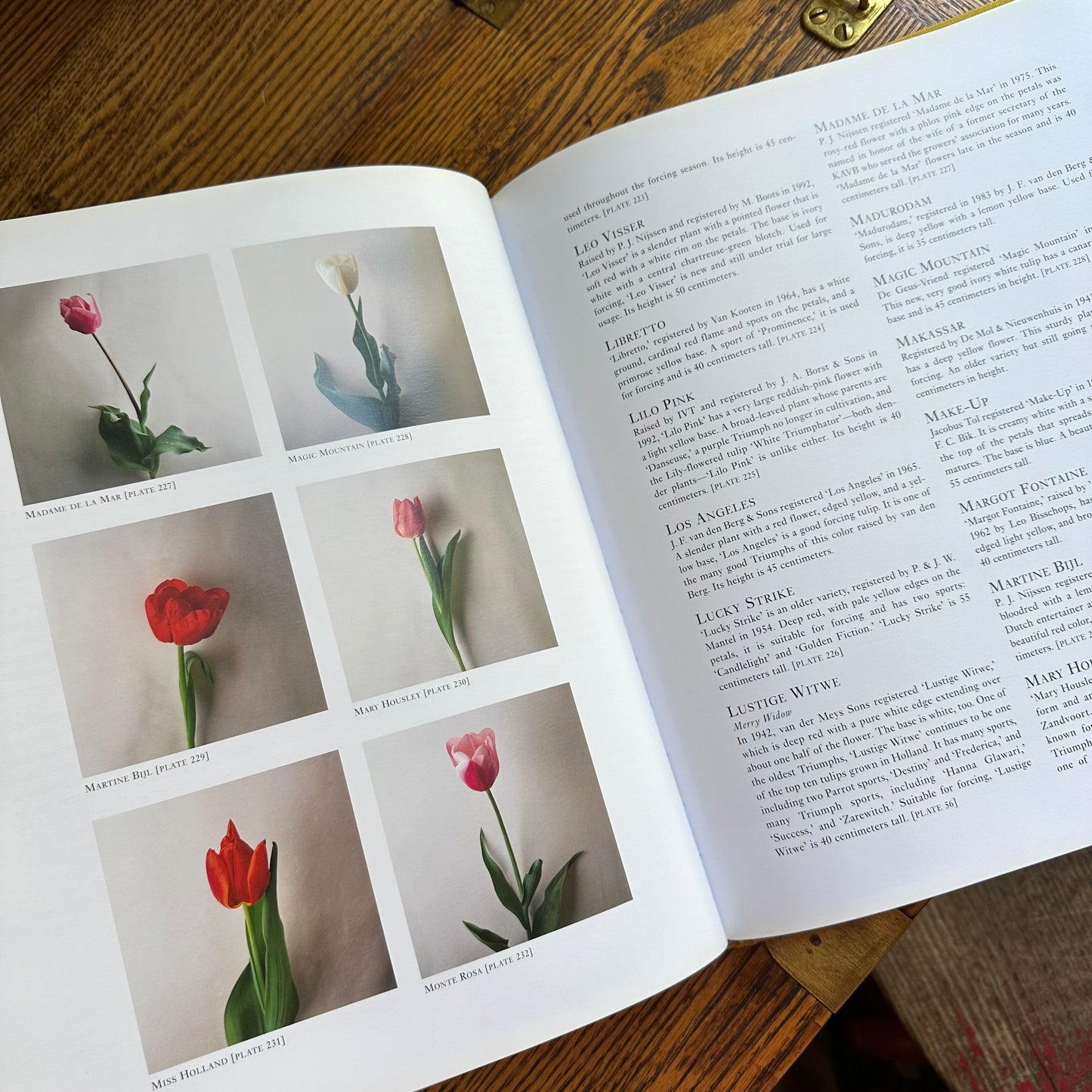 Tulipa: A Photographer’s Botanical, 1999