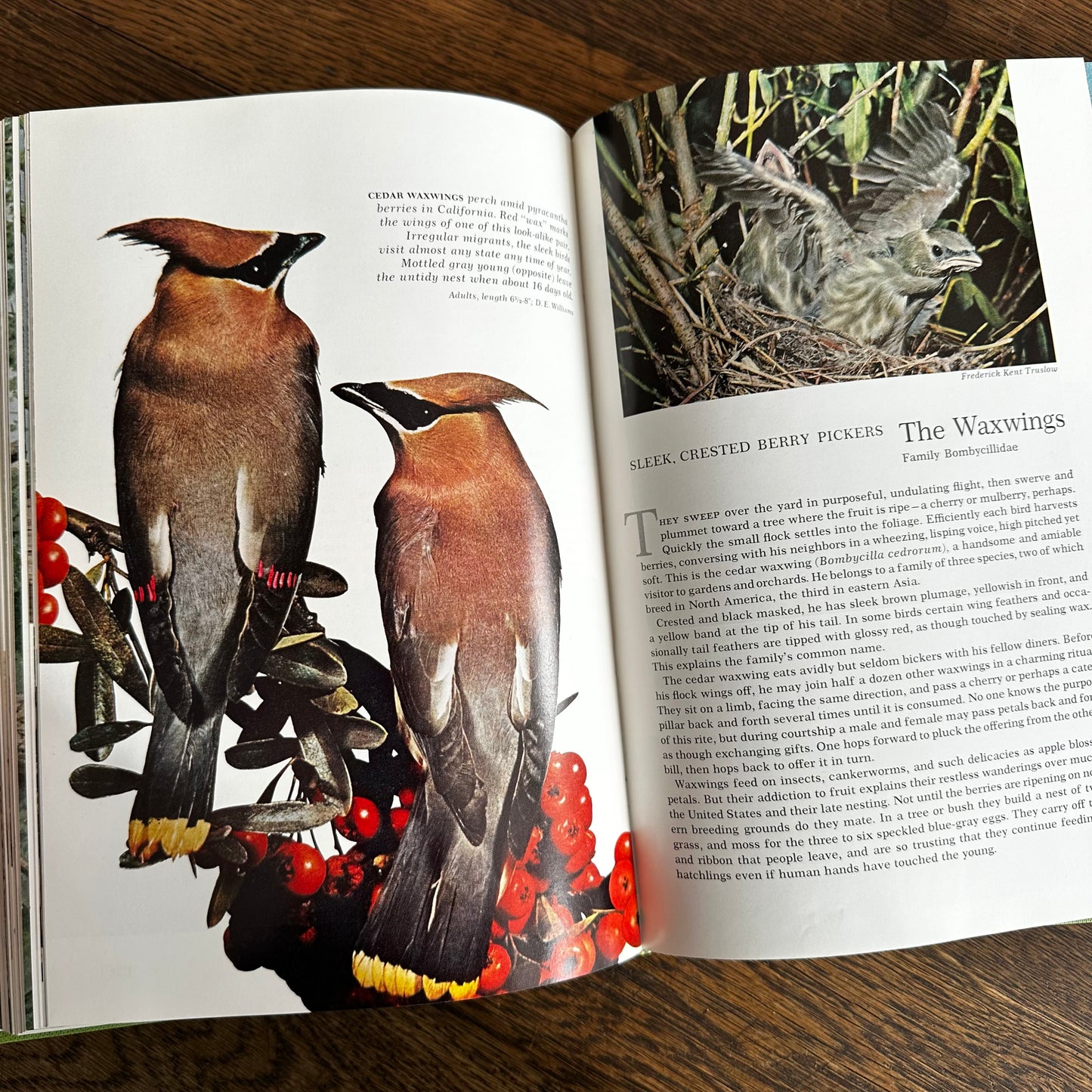 Vintage 1964 Song and Garden Birds of North America – National Geographic Society – Alexander Wetmore – Illustrated Bird Guide w/ Companion Booklet – Birdwatching Book