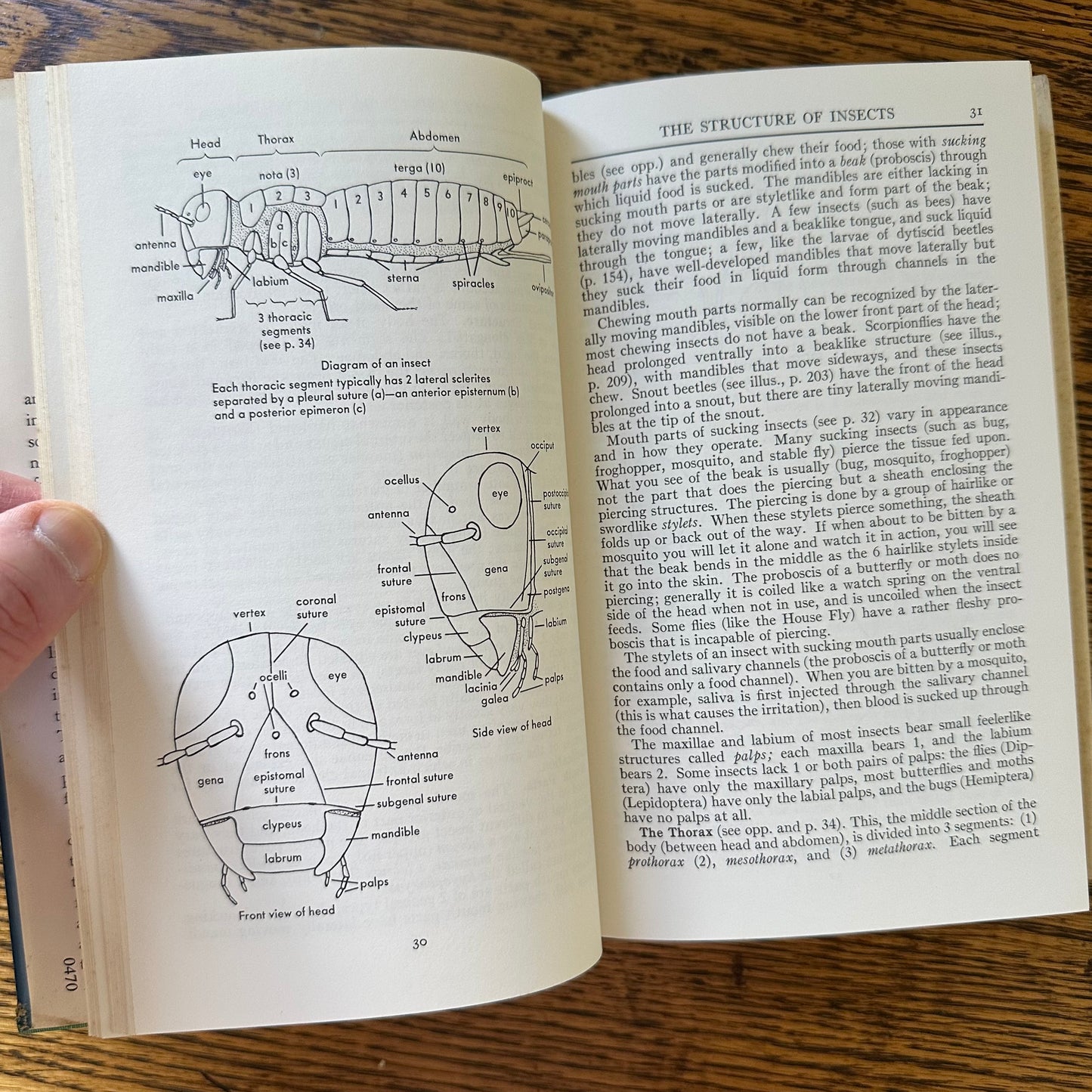 Peterson Field Guide Set of 4: Birds, Insects, Rocks/Minerals - Vintage Nature Books