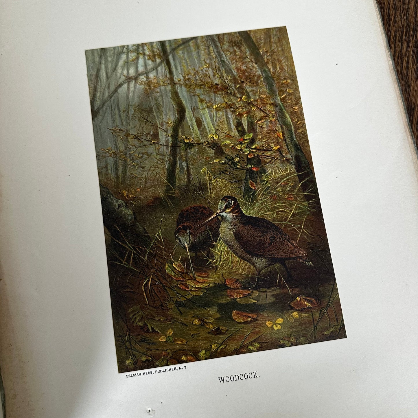 Complete 60-Part Set — Animate Creation: A Popular Edition of Our Living World, 1885-1898