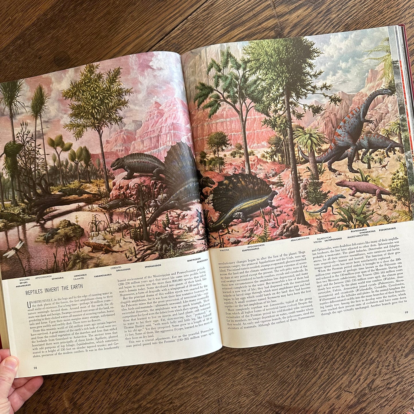 Beautifully Illustrated - The World We Live In - 1955