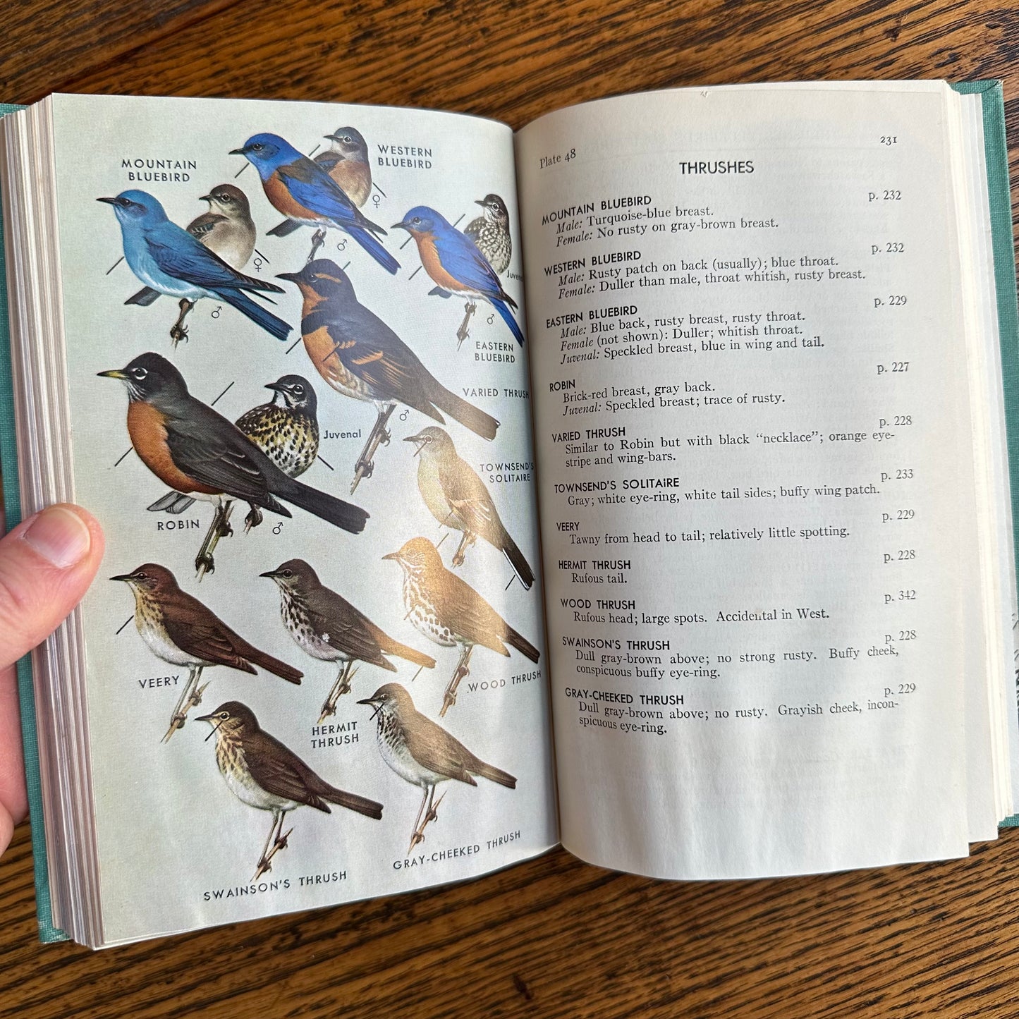 A Collection of 13 Vintage Peterson Field Guides!