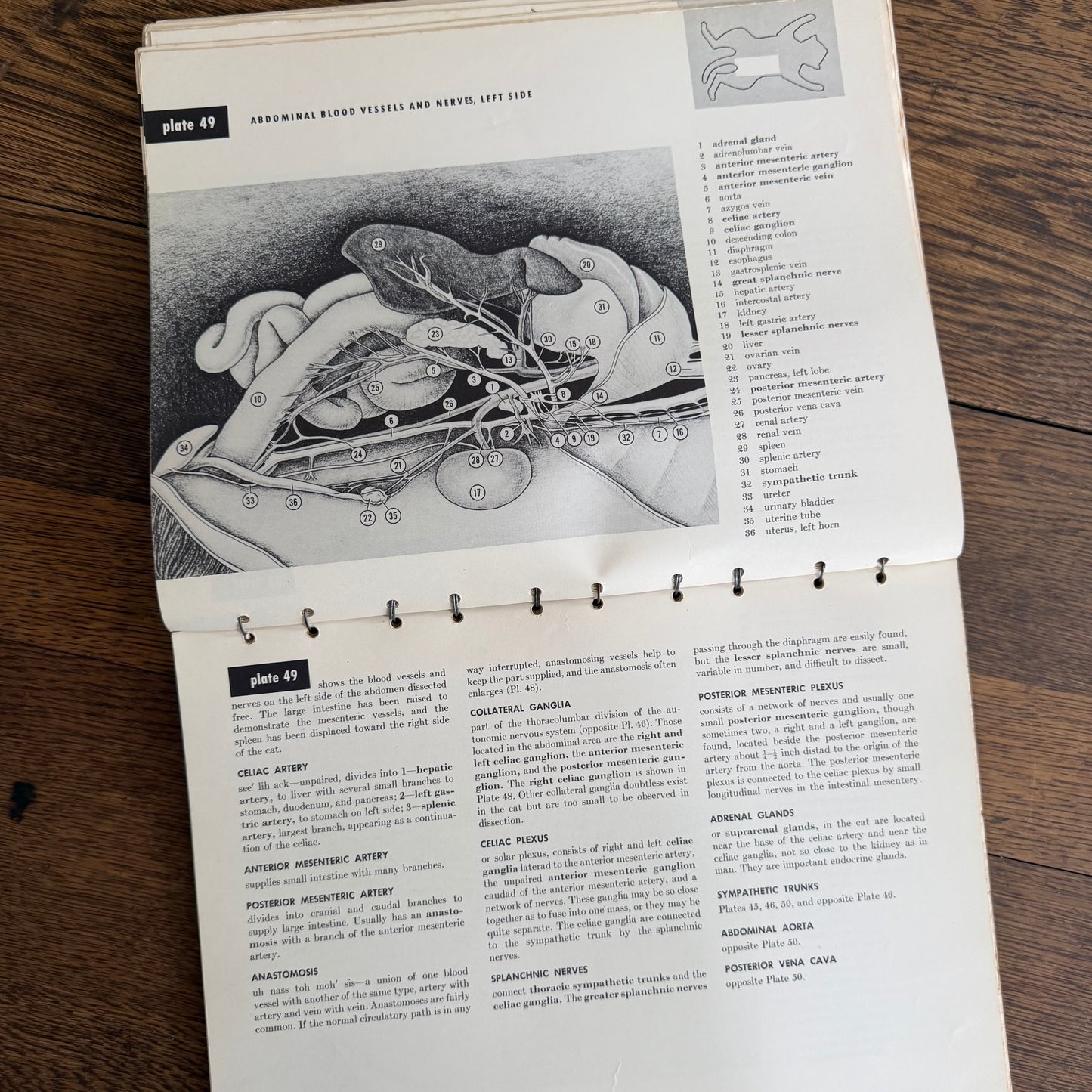 An Atlas of Cat Anatomy - 1952 - by Hazel E Field with Illustrations by Mary E Taylor - Vintage Veterinary Book / Flip Chart / Manual
