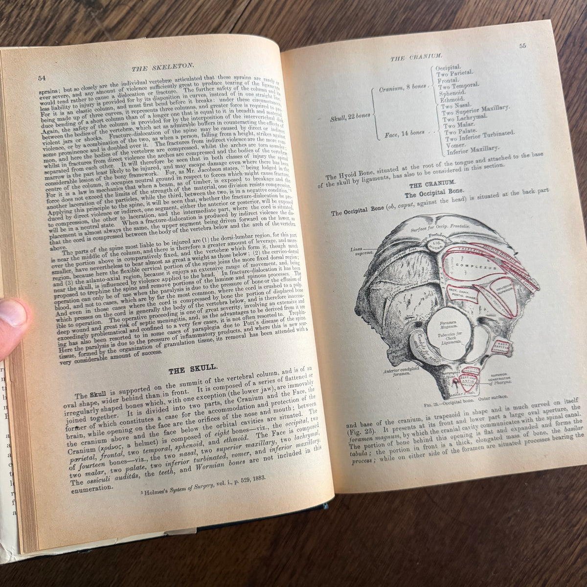 Gray’s Anatomy, 1977 Classic Collector’s Edition — Henry Gray, Descriptive & Surgical Anatomy | Bounty Books Hardcover, 780 Illustrations