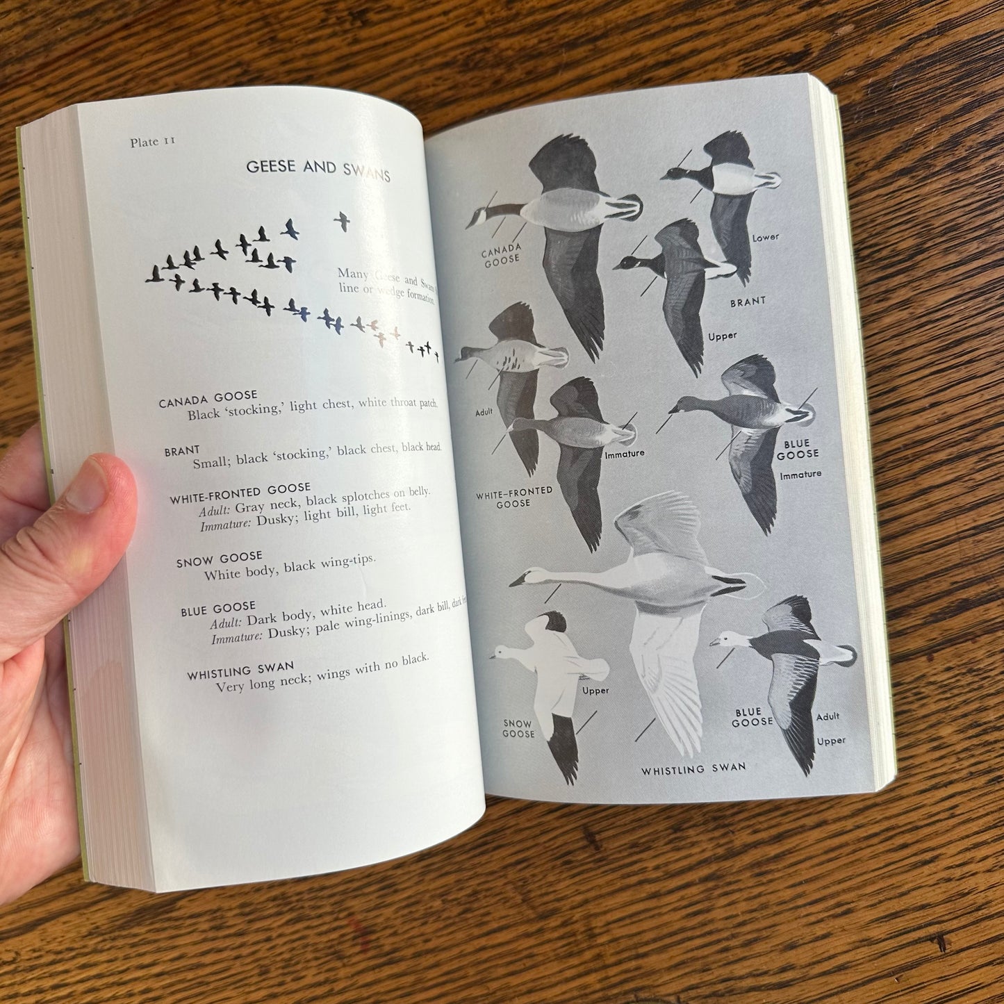 Set of 6 Vintage Peterson Field Guides | Softcover 1970s–80s Nature Books | Birds, Ferns, Wildflowers, Shells, Stars, Rocks