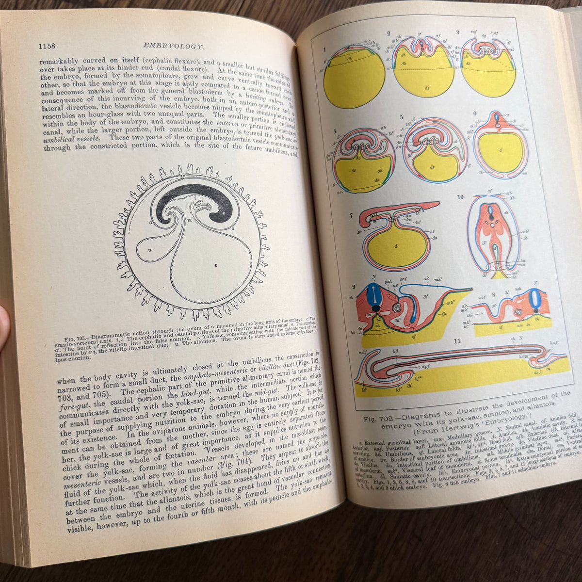 Gray’s Anatomy, 1977 Classic Collector’s Edition — Henry Gray, Descriptive & Surgical Anatomy | Bounty Books Hardcover, 780 Illustrations