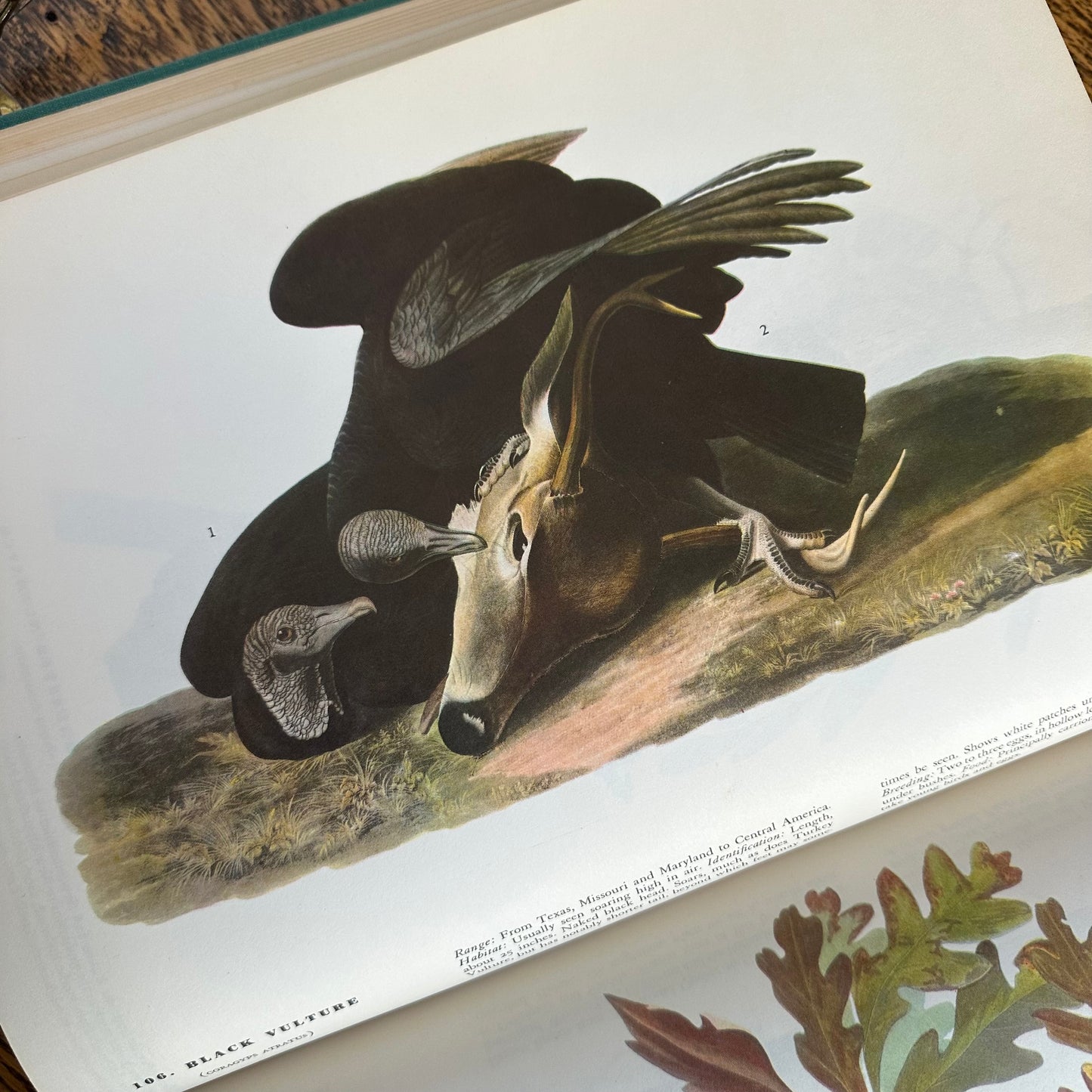 John James Audubon’s Birds of America - 1953