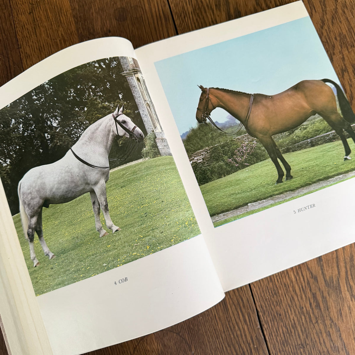 The World’s Finest Horses and Ponies - 1971 Vintage Coffee Table Book by Richard Glyn with Photos from Sally Anne Thompson