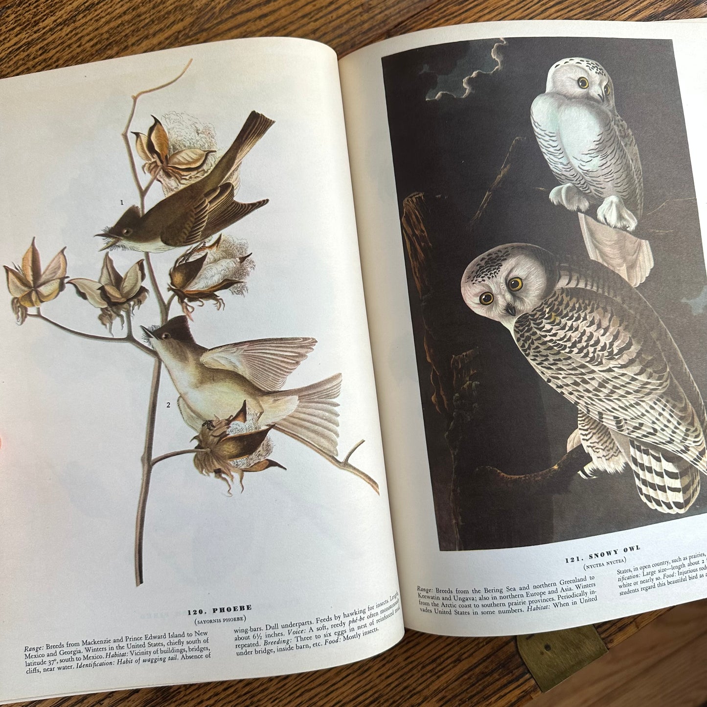 John James Audubon’s Birds of America - 1953