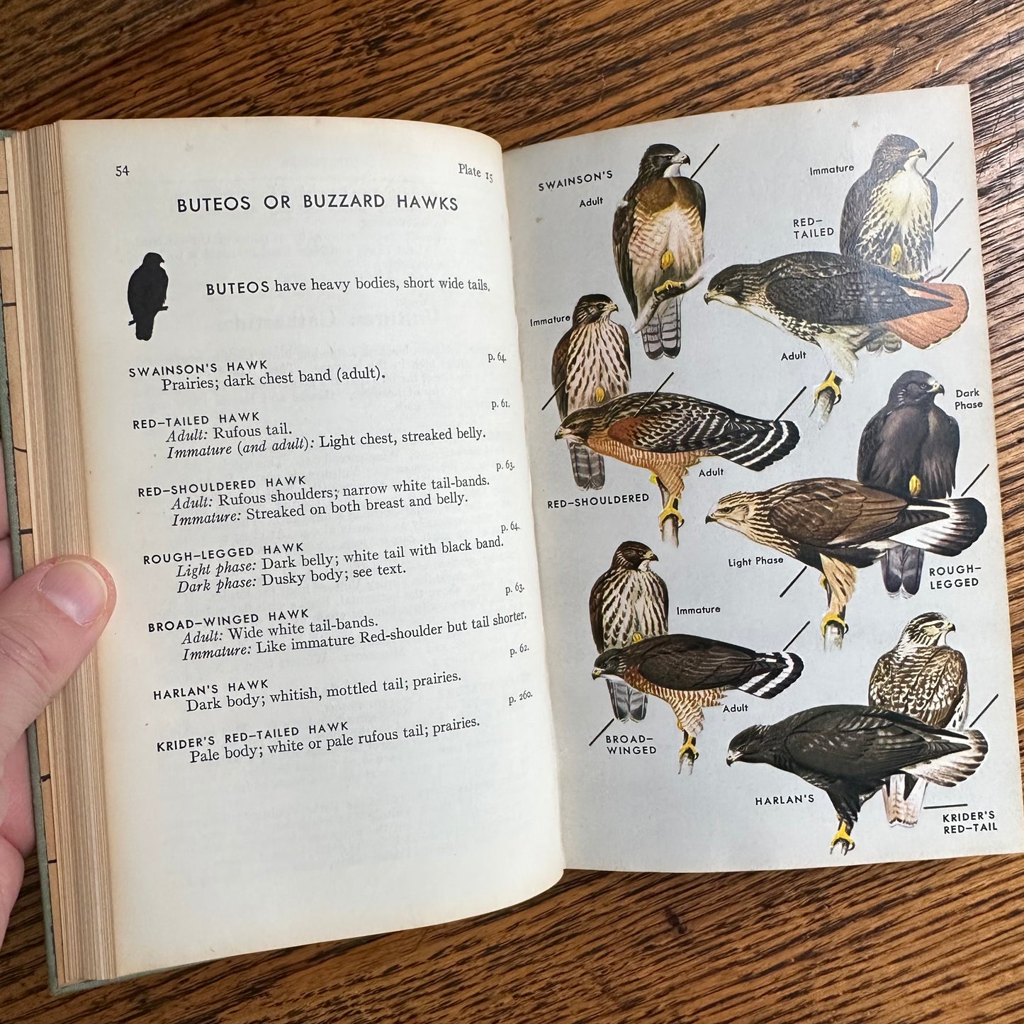 A Collection of 13 Vintage Peterson Field Guides!