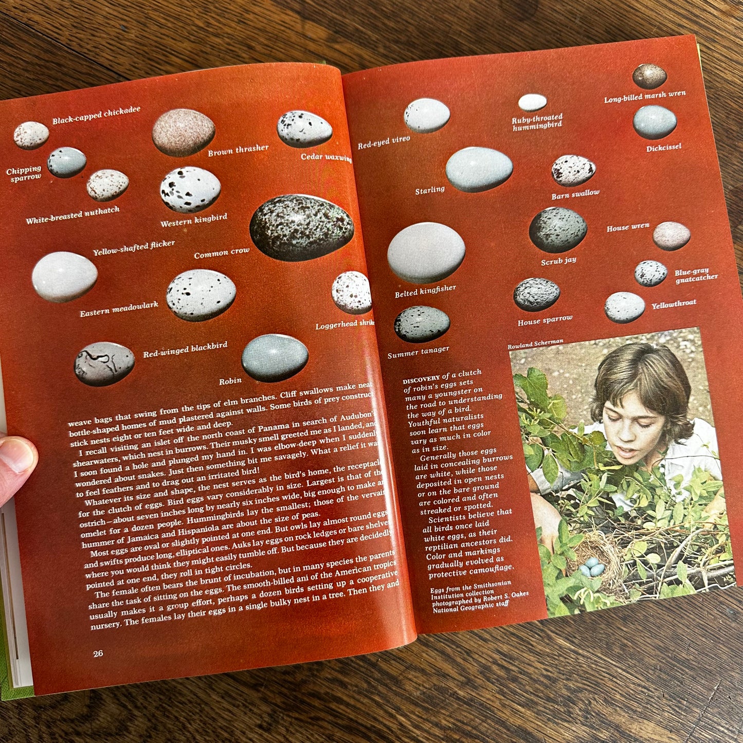 Vintage 1964 Song and Garden Birds of North America – National Geographic Society – Alexander Wetmore – Illustrated Bird Guide w/ Companion Booklet – Birdwatching Book