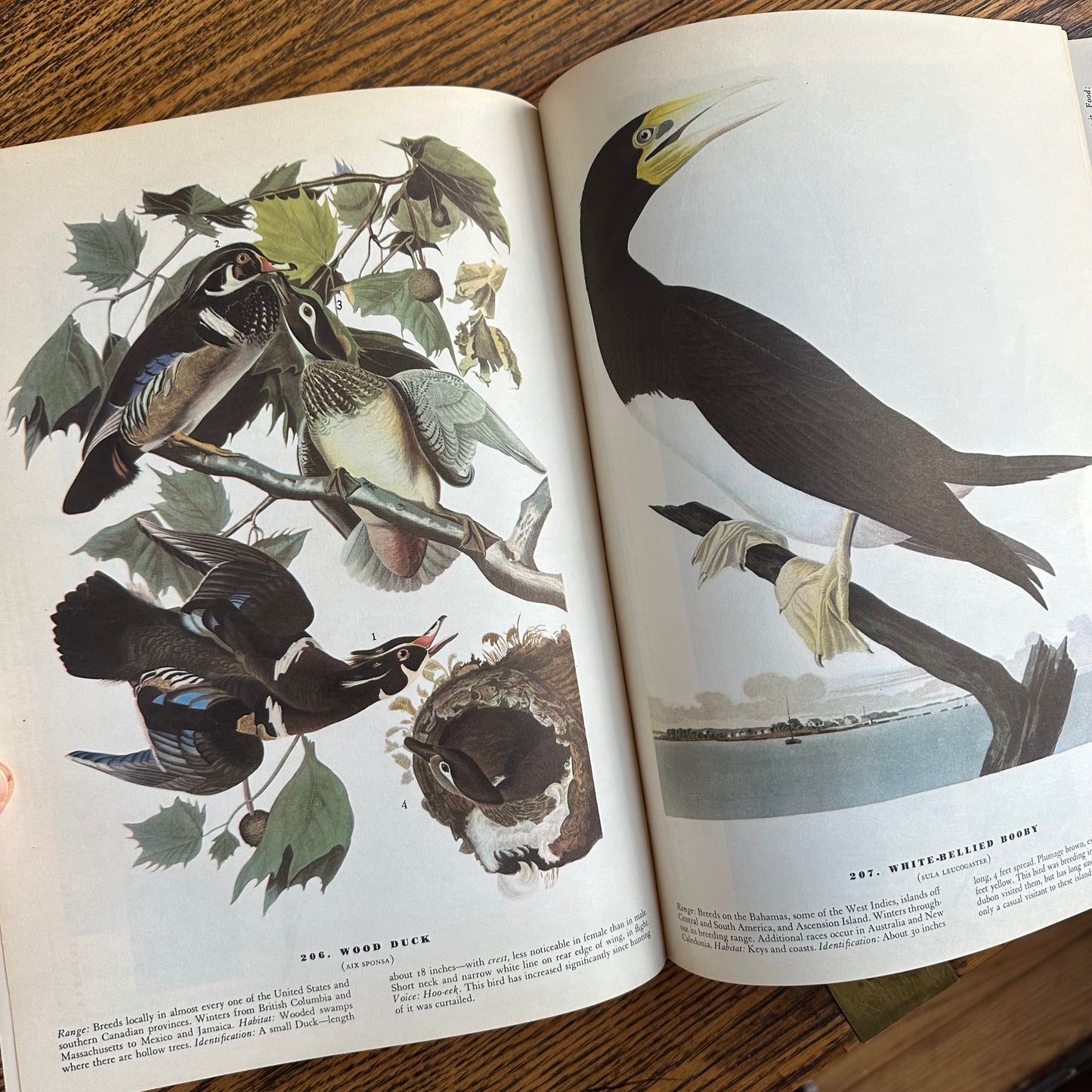 John James Audubon’s Birds of America - 1953