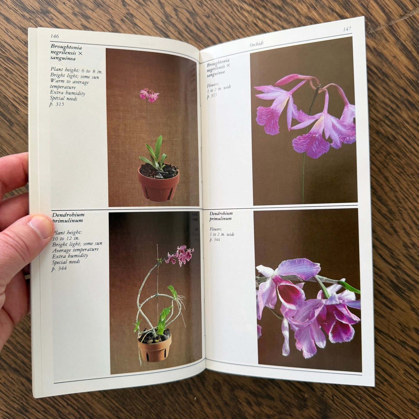 Taylor’s Guides to Gardening Set of 10 | Houghton Mifflin 1986–1996 | Bulbs Roses Herbs Houseplants Garden Design | Vintage Gardening Books