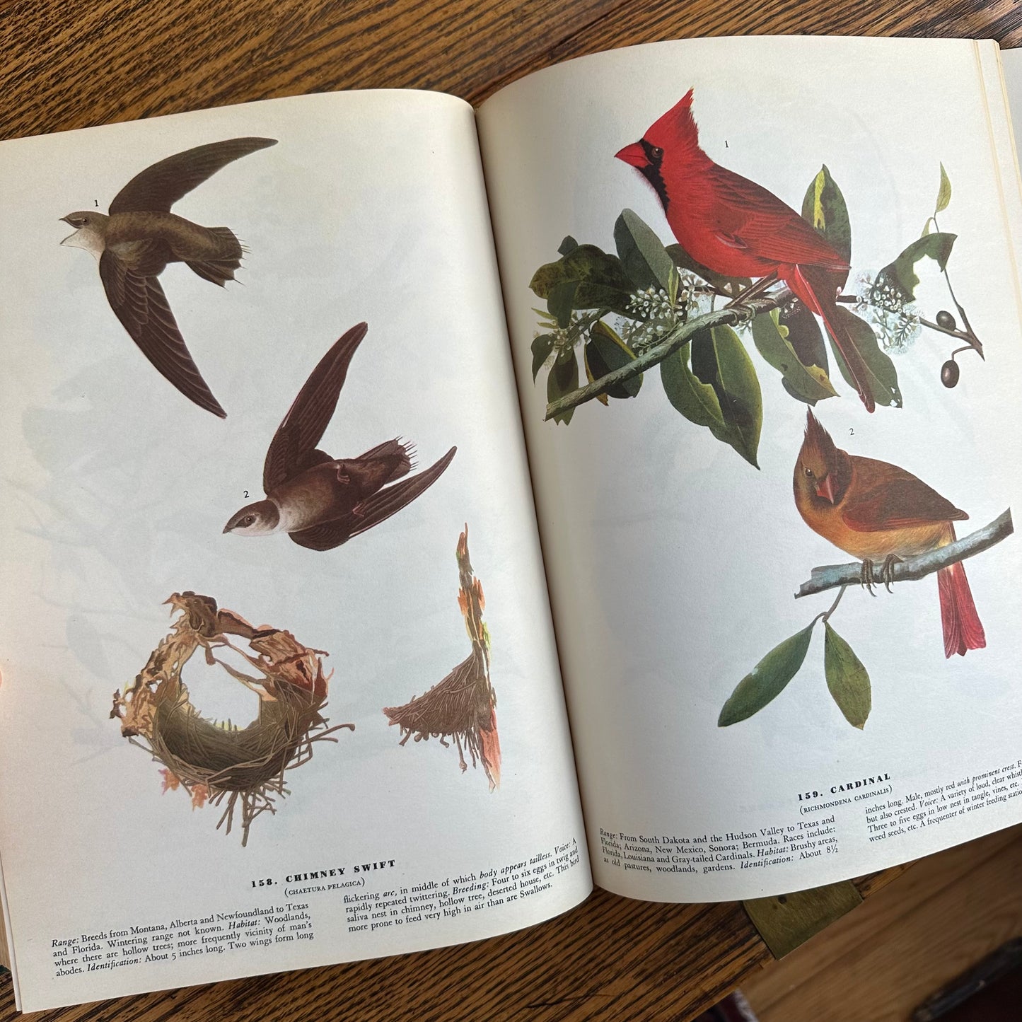 John James Audubon’s Birds of America - 1953