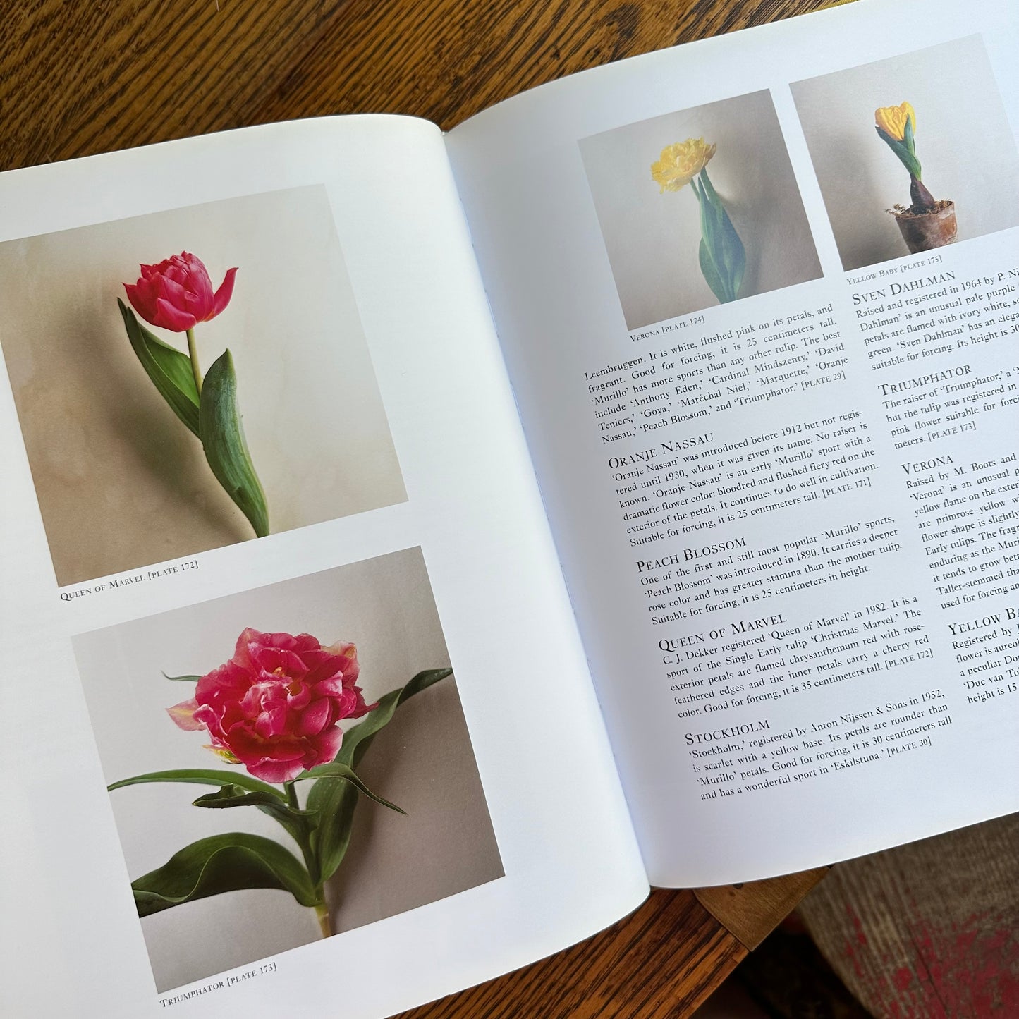 Tulipa: A Photographer’s Botanical, 1999