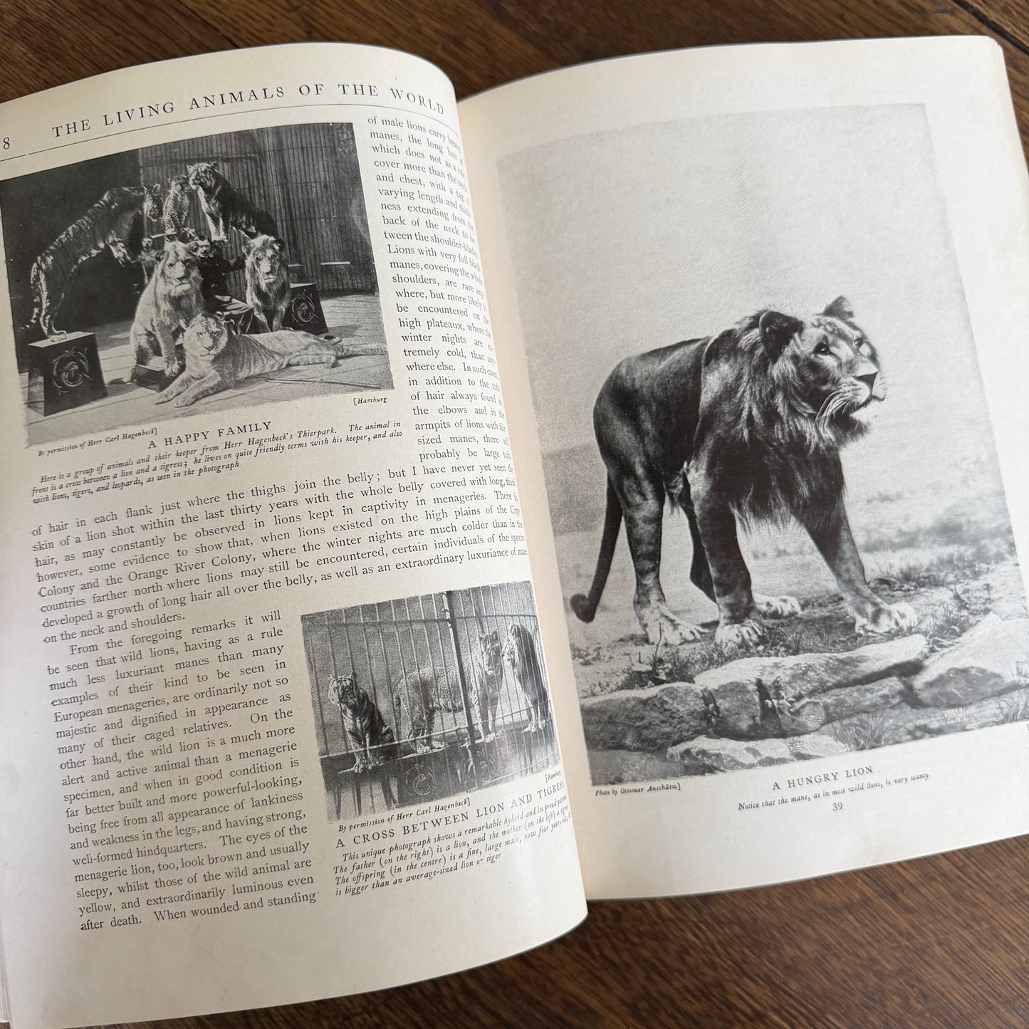 1908 Standard Library of Natural History Set | Antique Zoology Ethnography Books | Living Animals of the World | University Society NY