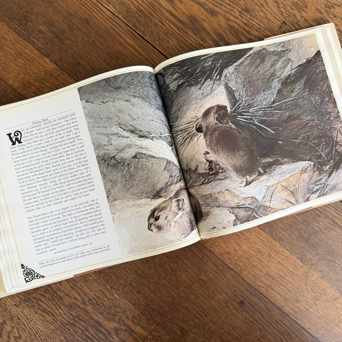 The Worlds of Ernest Thompson Seton -  1976 - First Edition - Edited by John G. Samson- Vintage Wildlife Art Nature Book